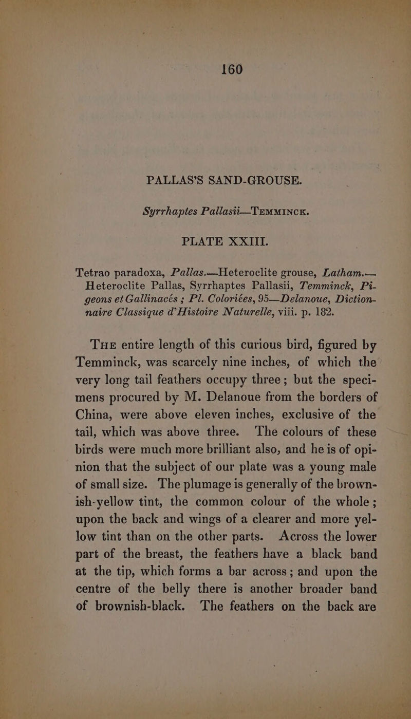 PALLAS’S SAND-GROUSE. Syrrhapies Pallasti—TEMMINCK. PLATE XXIII. Tetrao paradoxa, Pallas.—Heteroclite grouse, Latham.— Heteroclite Pallas, Syrrhaptes Pallasii, Temminck, Pi- geons et Gallinacés ; Pl. Coloriées, 95—Delanoue, Diction- naire Classique d’Histoire Naturelle, viii. p. 182. THE entire length of this curious bird, figured by Temminck, was scarcely nine inches, of which the very long tail feathers occupy three; but the speci- mens procured by M. Delanoue from the borders of China, were above eleven inches, exclusive of the tail, which was above three. ‘The colours of these birds were much more brilliant also, and he is of opi- nion that the subject of our plate was a young male of small size. The plumage is generally of the brown- ish-yellow tint, the common colour of the whole ; upon the back and wings of a clearer and more yel- low tint than on the other parts. Across the lower part of the breast, the feathers have a black band at the tip, which forms a bar across; and upon the centre of the belly there is another broader band of brownish-black. The feathers on the back are