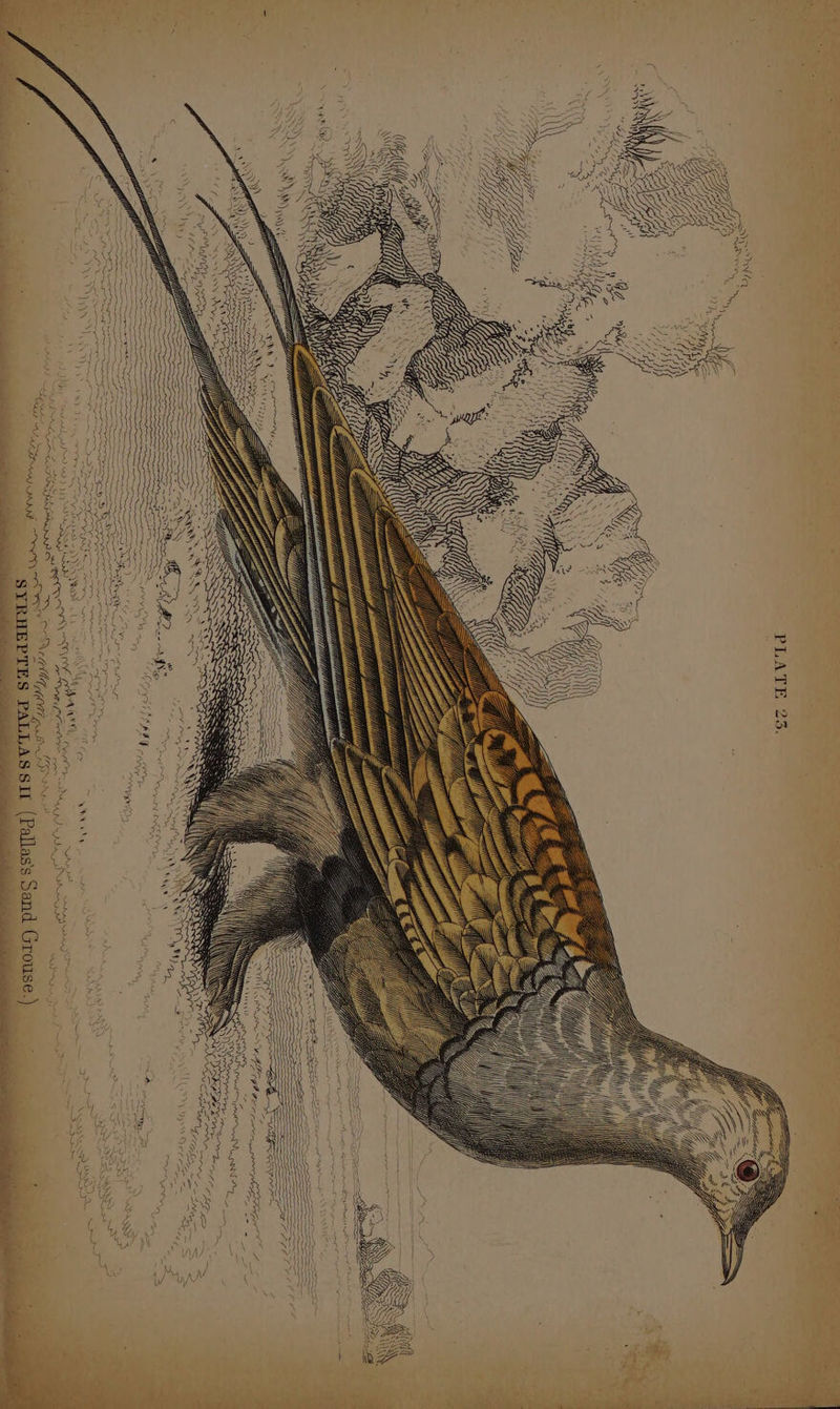 a DOW Aww, # * ny ? ~~ y + >, ; SBA, Sata a ae A yr ~y) Fe e ae ie re La VE Aad ere, prorphy LOGO = 7 Non A wwricts wn NA ret= ares ‘ PDIAS DI NA) a RT meee wo (or SPIN (Pallas's Sand Grouse.)