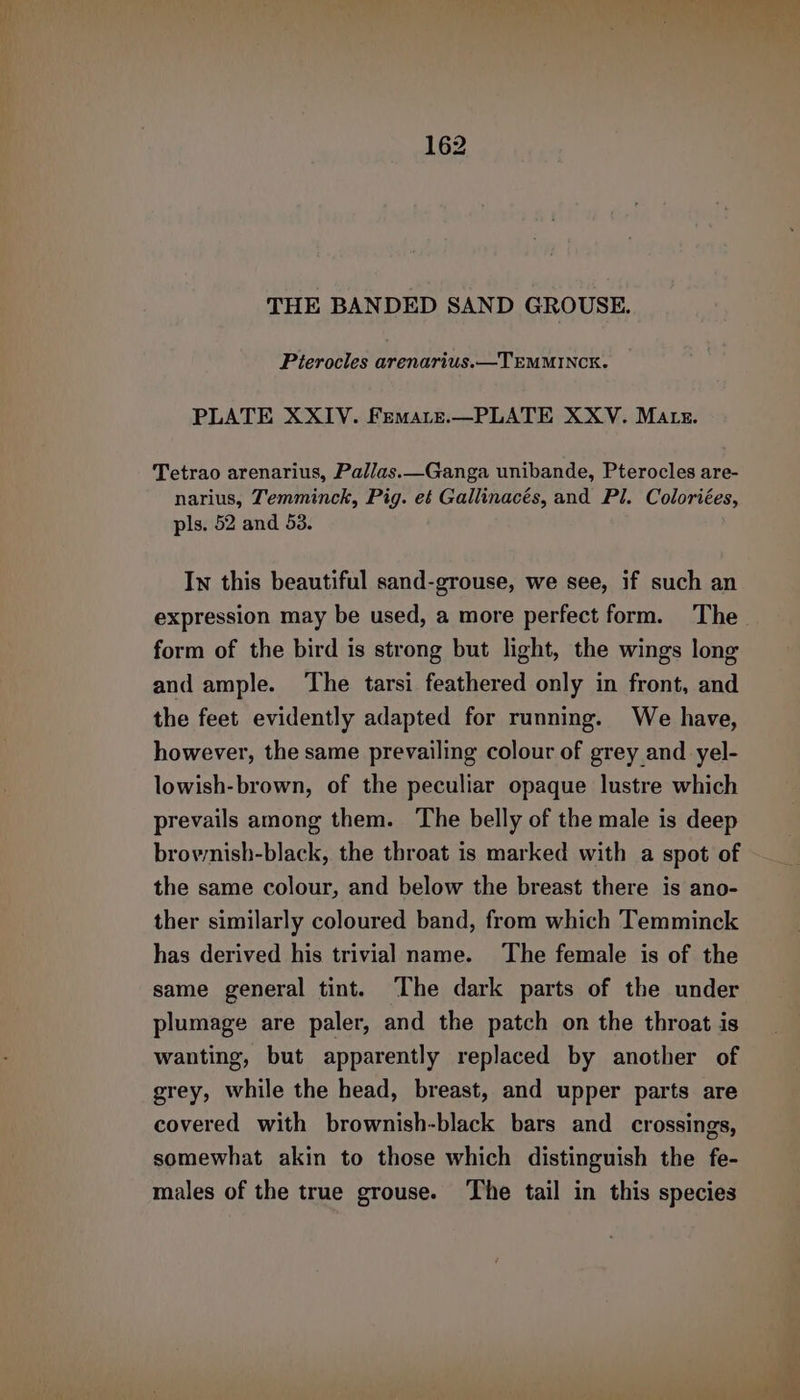 Pierocles arenarius.—TEMMINCK. PLATE XXIV. Femate.—PLATE XXYV. Matz. Tetrao arenarius, Pallas.—Ganga unibande, Pterocles are- narius, Temminck, Pig. eé Gallinacés, and Pl. Coloriées, pls. 52 and 53. In this beautiful sand-grouse, we see, if such an form of the bird is strong but light, the wings long and ample. The tarsi feathered only in front, and the feet evidently adapted for running. We have, however, the same prevailing colour of grey and yel- lowish-brown, of the peculiar opaque lustre which prevails among them. The belly of the male is deep brownish-black, the throat is marked with a spot of the same colour, and below the breast there is ano- ther similarly coloured band, from which Temminck has derived his trivial name. The female is of the same general tint. ‘The dark parts of the under plumage are paler, and the patch on the throat is wanting, but apparently replaced by another of grey, while the head, breast, and upper parts are covered with brownish-black bars and crossings, somewhat akin to those which distinguish the fe- males of the true grouse. The tail in this species