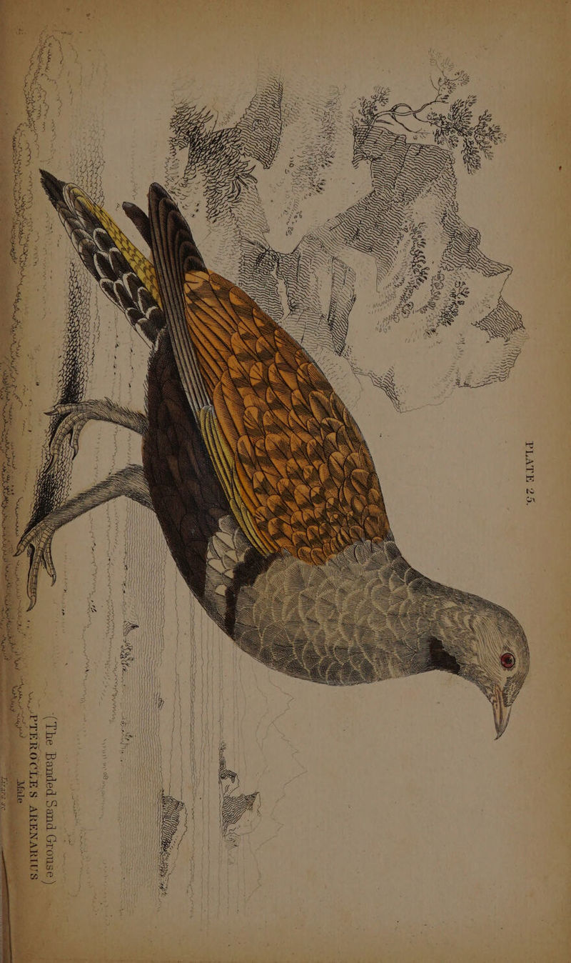 PLATE 25. j a ne ea ye ww | d Grous q