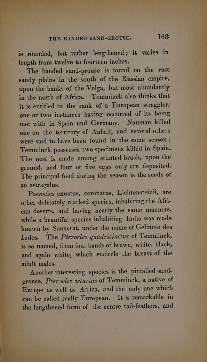 is rounded, but rather lengthened; it varies in length from twelve to fourteen inches. The’ banded sand-grouse is found on the vast sandy plains in the south of the Russian empire, upon the banks of the Volga, but most abundantly in the nerth of Africa. Temminck also thinks that it is entitled to the rank of a European straggler, one or two instances having occurred of its being met with in Spain and Germany. Nauman killed one on the territory of Anhalt, and several others were said to have been found in the same season ; Temminck possesses two specimens killed in Spain. The nest is made among stunted brush, upon the ground, and four or five eggs only are deposited. The principal food during the season is the seeds of an astragalus. Pterocles exustus, ccronatus, Lichtensteinii, are other delicately marked species, inhabiting the Afri- can deserts, and having nearly the same manners, while a beautiful species inhabiting India was made known by Sonnerat, under the name of Gelinote des Indes. The Pterocles guadricinctus of Temminck, is so uamed, from four bands of brown, white, black, and again white, which encircle the breast of the adult males. Another interesting species is the pintailed sand- grouse, Pteracles setarius of Temminck, a native of Europe as well as Africa, and the only one which can be called really European. It is remarkable in the lengthened form of the centre tail-feathers, and