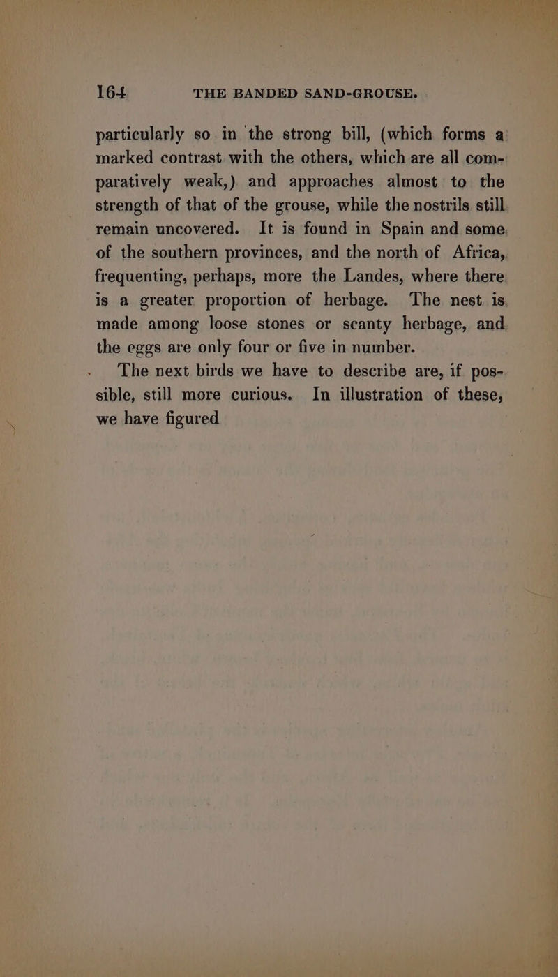 particularly so in the strong bill, (which forms a marked contrast. with the others, which are all com- paratively weak,) and approaches almost to the strength of that of the grouse, while the nostrils still frequenting, perhaps, more the Landes, where there the eggs are only four or five in number. The next birds we have to describe are, if pos- sible, still more curious. In illustration of these, we have figured
