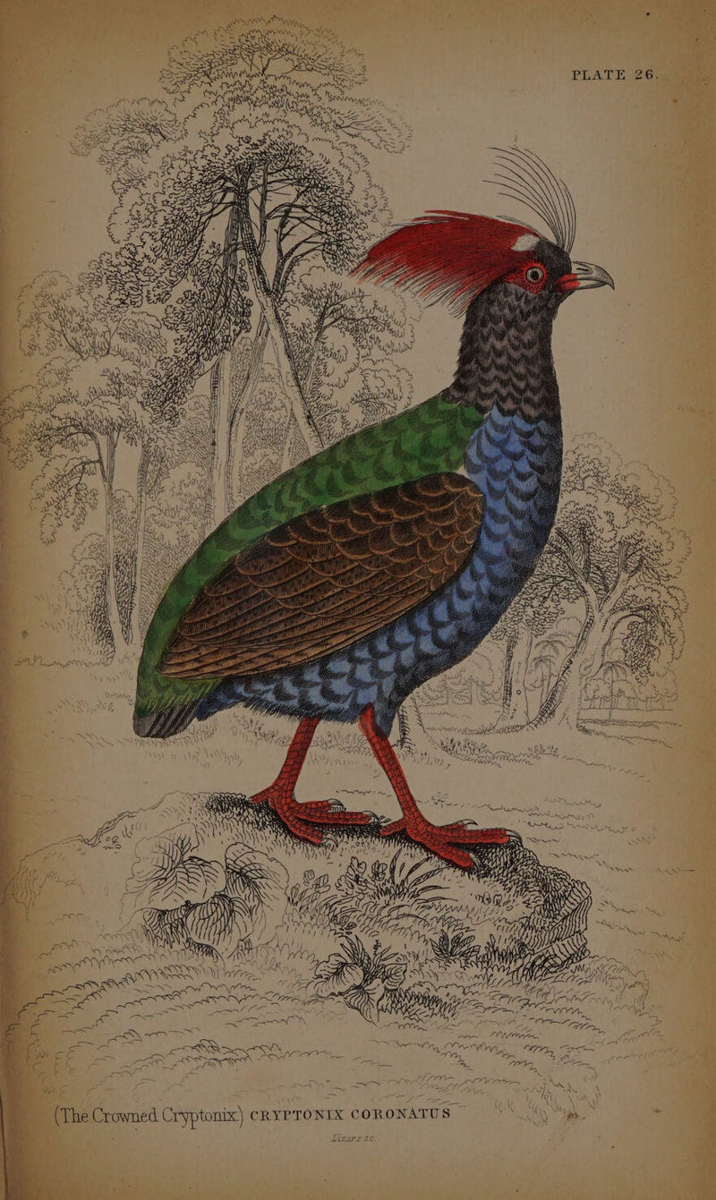 ae. ee Bie (The Crowned Cryptonix) CRYPTONIX CORONATUS — Tizars se