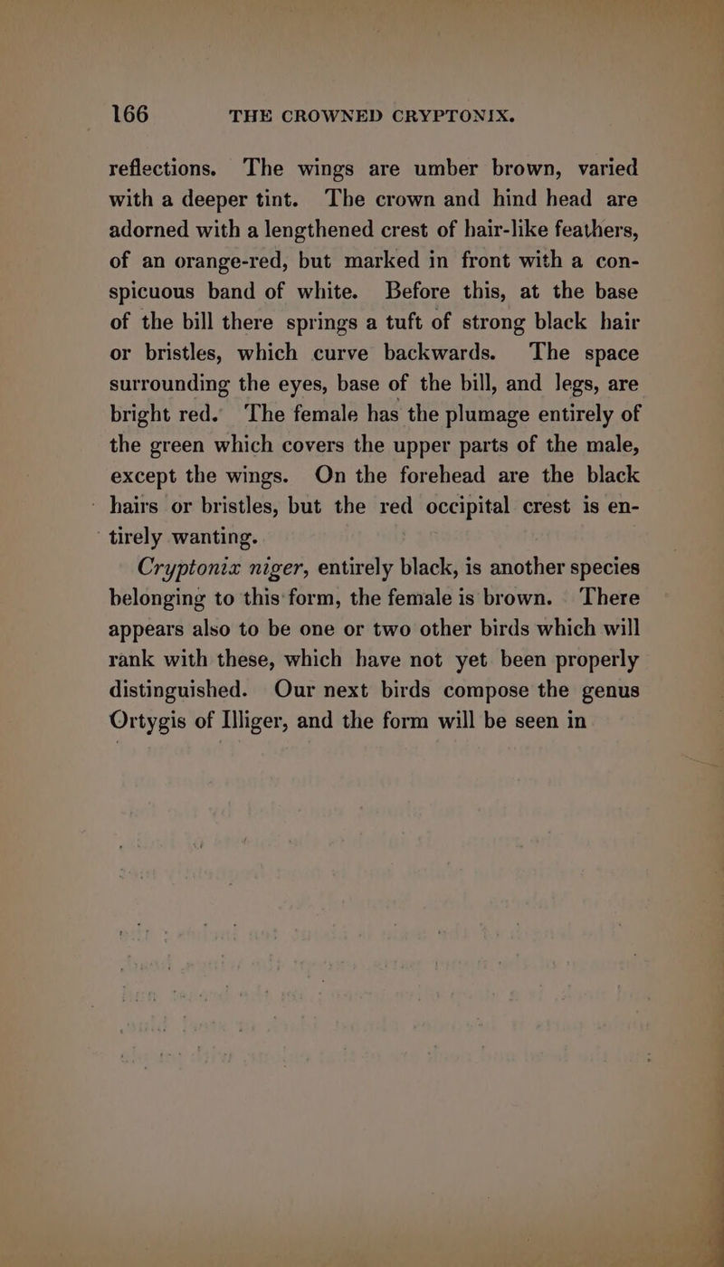 reflections. The wings are umber brown, varied with a deeper tint. The crown and hind head are adorned with a lengthened crest of hair-like feathers, of an orange-red, but marked in front with a con- spicuous band of white. Before this, at the base of the bill there springs a tuft of strong black hair or bristles, which curve backwards. The space surrounding the eyes, base of the bill, and legs, are bright red. The female has the plumage entirely of the green which covers the upper parts of the male, except the wings. On the forehead are the black - hairs or bristles, but the red occipital crest is en- ' tirely wanting. Cryptonix niger, entirely black, is another species belonging to this'form, the female is brown. ‘There appears also to be one or two other birds which will rank with these, which have not yet been properly distinguished. Our next birds compose the genus Ortygis of Illiger, and the form will be seen in