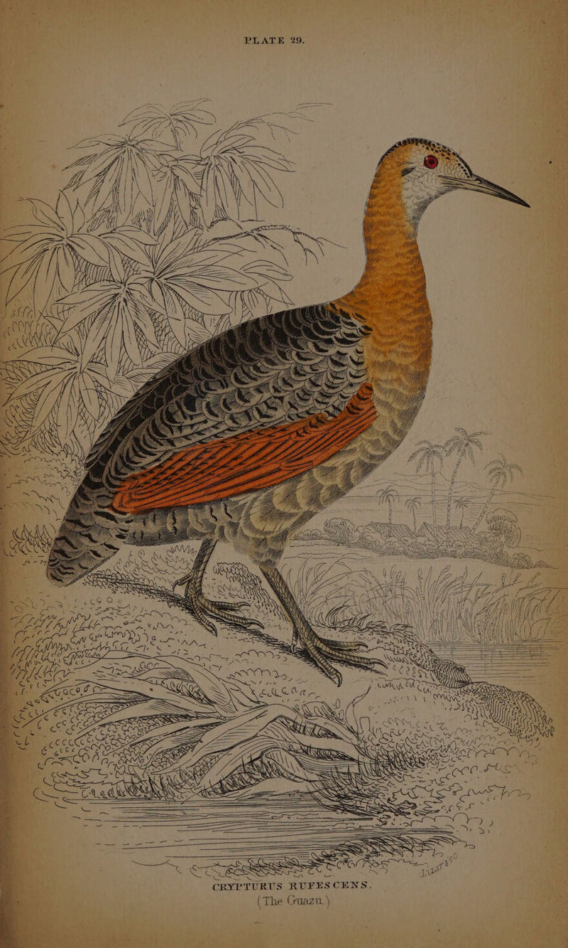 PLATE 29, ae CRYPTURUS RUFESCENS. — gee (The Guazu. ) foe