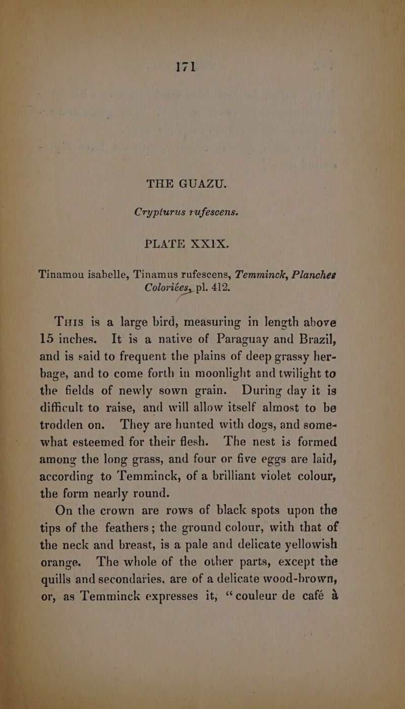 Cryplurus rufescens. PLATE XXIX, Tuts is a large bird, measuring in length above _ 5 inches. It is a native of Paraguay and Brazil, and is said to frequent the plains of deep grassy her- bage, and to come forth in moonlight and twilight to the fields of newly sown grain. During day it is difficult to raise, and will allow itself apace to be trodden on. They are hunted with dogs, and some- what esteemed for their flesh. The nest is formed among the long grass, and four or five eggs are laid, according to Temminck, of a brilliant violet colour, the form nearly round. On the crown are rows of black spots upon the i ae of the feathers; the ground colour, with that of the neck and breast, is a pale and delicate yellowish orange. The whole of the other parts, except the ; quills and secondaries, are of a delicate wood-brown, or, as Temminck expresses it, “couleur de café &amp; La d ¥