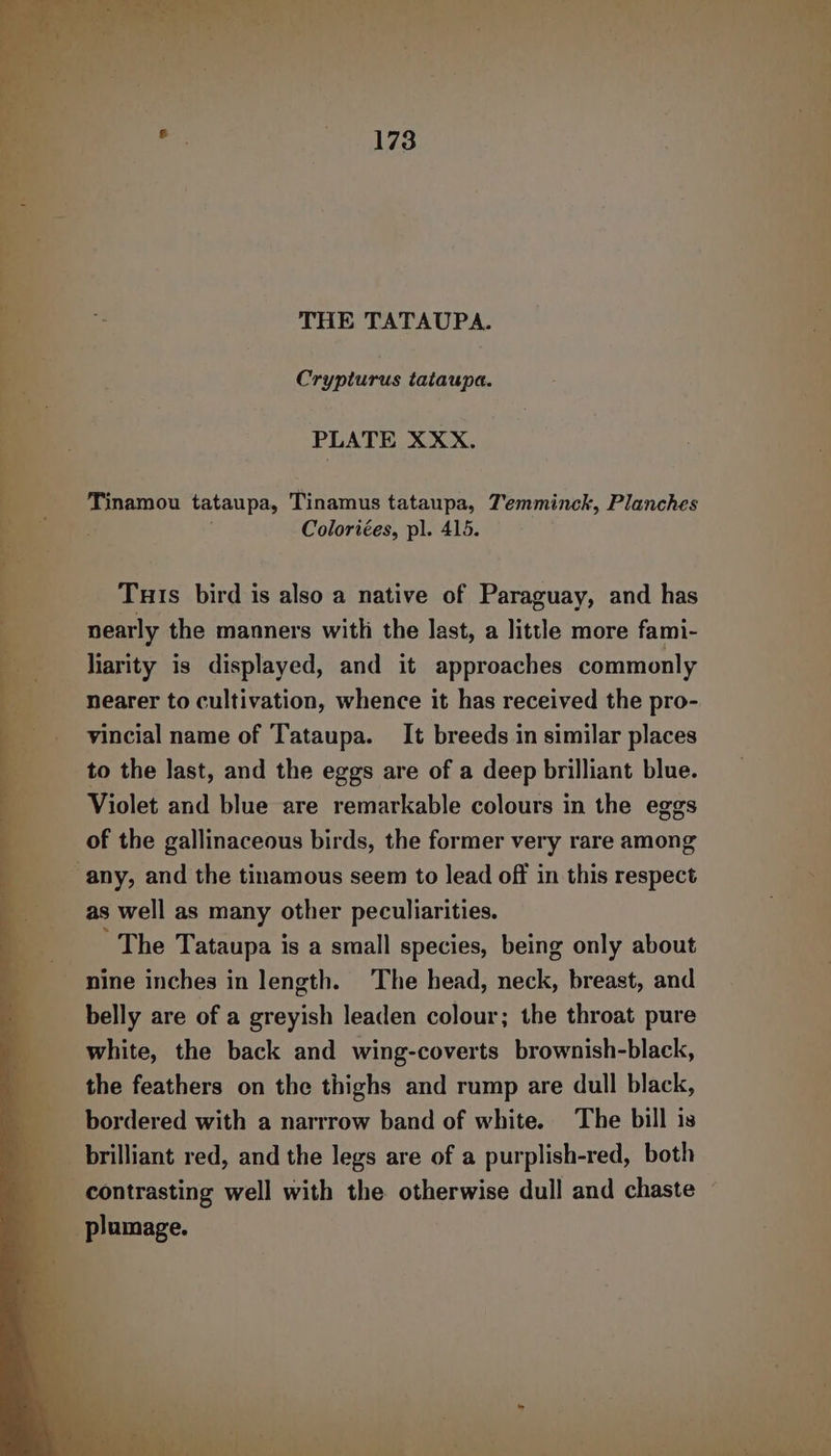 Se ee ee —_ 173 THE TATAUPA. Tinamou tataupa, Tinamus tataupa, T’emminck, Planches Coloriées, pl. 415. Tuts bird is also a native of Paraguay, and has nearly the manners with the last, a little more fami- liarity is displayed, and it approaches commonly nearer to cultivation, whence it has received the pro- vincial name of Tataupa. It breeds in similar places to the last, and the eggs are of a deep brilliant blue. Violet and blue are remarkable colours in the eggs of the gallinaceous birds, the former very rare among as well as many other peculiarities. The Tataupa is a small species, being only about belly are of a greyish leaden colour; the throat pure white, the back and wing-coverts brownish-black, the feathers on the thighs and rump are dull black, bordered with a narrrow band of white. The bill is brilliant red, and the legs are of a purplish-red, both contrasting well with the otherwise dull and chaste plumage.