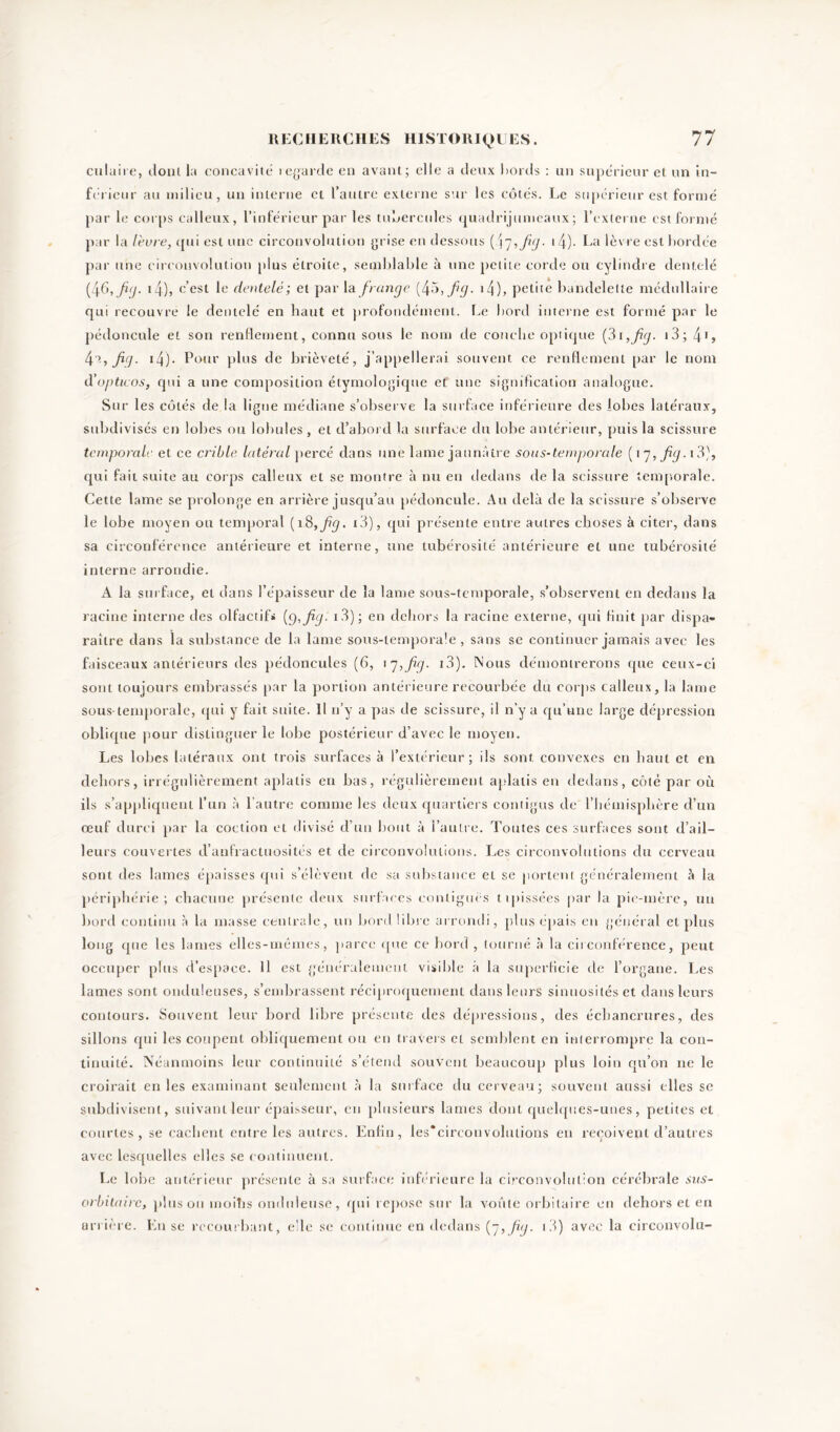 culaire, dont la concavité regarde en avant; elle a deux bords : un supérieur et un in- férieur au milieu, un interne et l’autre externe sur les côtés. Le supérieur est formé par le corps calleux, l’inférieur par les tubercules quadrijumeaux; l’externe est formé par la lèvre, qui est une circonvolution grise en dessous i4)- L<1 lèvre est bordée par une circonvolution plus étroite, semblable à une petite corde ou cylindre dentelé (4G, fig. 14), c’est le dentelé; et par la frange (4G,fg. 14)> petite bandelette médullaire qui recouvre le dentelé en haut et profondément. Le bord interne est formé par le pédoncule et son renflement, connu sous le nom de couche optique (3i,fig. i3; 41, fig. 14)* Pour plus de brièveté, j’appellerai souvent ce renflement par le nom d’opticos, qui a une composition étymologique et une signification analogue. Sur les côtés de la ligue médiane s’observe la surface inférieure des lobes latéraux, subdivisés en lobes ou lobules, et d’abord la surface du lobe antérieur, puis la scissure temporale et ce crible latéral percé dans une lame jaunâtre sous-temporale (17, fig. 13 4 qui fait suite au corps calleux et se montre à nu en dedans de la scissure temporale. Cette lame se prolonge en arrière jusqu’au pédoncule. Au delà de la scissure s’observe le lobe moyen ou temporal (18,fig. i3), qui présente entre autres choses à citer, dans sa circonférence antérieure et interne, une tubérosité antérieure et une tubérosité interne arrondie. A la surface, et dans l’épaisseur de la lame sous-temporale, s’observent en dedans la racine interne des olfactif* (9,fig- i3); en dehors la racine externe, qui finit par dispa- raître dans la substance de la lame sous-temporale , sans se continuer jamais avec les faisceaux antérieurs des pédoncules (6, 17,fig- i3). Nous démontrerons que ceux-ci sont toujours embrassés par la portion antérieure recourbée du corps calleux, la lame sous-temporale, qui y fait suite. Il n’y a pas de scissure, il n’y a qu’une large dépression oblique pour distinguer le lobe postérieur d’avec le moyen. Les lobes latéraux ont trois surfaces à l’extérieur; ils sont convexes en haut et en dehors, irrégulièrement aplatis en bas, régulièrement aplatis en dedans, côté par où ils s’appliquent l’un à l’autre comme les deux quartiers contigus de l’hémisphère d’un œuf durci par la coction et divisé d’un bout à l’autre. Toutes ces surfaces sont d’ail- leurs couvertes d’anfractuosités et de circonvolutions. Les circonvolutions du cerveau sont des lames épaisses qui s’élèvent de sa substance et se portent généralement à la périphérie; chacune présente deux surfaces contiguës tipissées par la pie-mère, un bord continu à la masse centrale, un bord libre arrondi, plus épais en général et plus long que les lames elles-mêmes, parce que ce bord , tourné à la circonférence, peut occuper plus d’espace. Il est généralement visible à la superficie de l’organe. Les lames sont onduleuses, s’embrassent réciproquement dans leurs sinuosités et dans leurs contours. Souvent leur bord libre présente des dépressions, des échancrures, des sillons qui les coupent obliquement ou en travers et semblent en interrompre la con- tinuité. Néanmoins leur continuité s’étend souvent beaucoup plus loin qu’on ne le croirait en les examinant seulement à la surface du cerveau; souvent aussi elles se subdivisent, suivant leur épaisseur, en plusieurs lames dont quelques-unes, petites et courtes, se cachent entre les autres. Enfin, les*cireonvolulions en reçoivent d’autres avec lesquelles elles se continuent. Le lobe antérieur présente à sa surface inférieure la circonvolution cérébrale sus- orbitaire, pinson moitis onduleuse, qui repose sur la voûte orbitaire en dehors et en arrière. En se recourbant, elle se continue en dedans (7, fig. 13) avec la circonvolu-