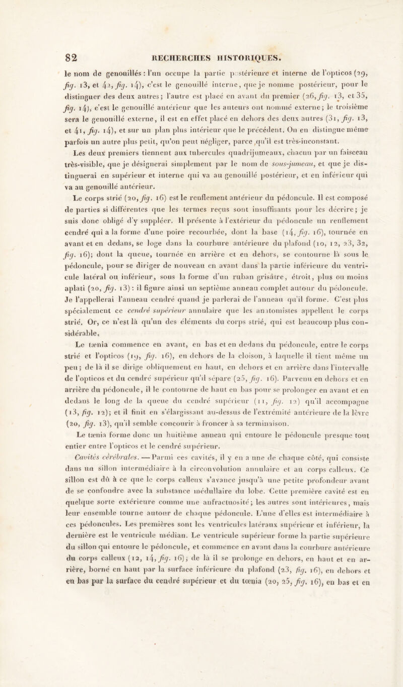 le nom de genouillés : l’un occupe la partie postérieure et interne de l’opticos (39, fig. i3, et l\2, fig. 1 /j ), c’est le genouillé interne, que je nomme postérieur, pour le distinguer des deux autres; l’autre est placé en avant du premier (26, fig. i3, et 35, fig. 14J, c’est le genouillé antérieur que les auteurs ont nommé externe; le troisième sera le genouillé externe, il est en effet placé en dehors des deux autres (31, fig. i3, et fig• 14)» et sur un plan plus intérieur que le précédent. O11 en distingue même parfois un autre plus petit, qu’on peut négliger, parce,qu’il est très-inconstant. Les deux premiers tiennent aux tubercules quadrijumeaux, chacun par un faisceau très-visible, que je désignerai simplement par le nom de sous-jumeciu, et que je dis- tinguerai en supérieur et interne qui va au genouillé postérieur, et en inférieur qui va au genouillé antérieur. Le corps strié {10, fig. 16) est le renflement antérieur du pédoncule. Il est composé de parties si différentes que les termes reçus sont insuffisants pour les décrire; je suis donc obligé d’y suppléer. 11 présente à l’extérieur du pédoncule un renflement cendré qui a la forme d’une poire recourbée, dont la base [i^,fig. 16), tournée en avant et en dedans, se loge dans la courbure antérieure du plafond (10, 12, 23, 32, fig. 16); dont la queue, tournée en arrière et en dehors, se contourne la sous le pédoncule, pour se diriger de nouveau en avant dans la partie inférieure du ventri- cule latéral ou inférieur, sous la forme d’un ruban grisâtre, étroit, plus ou moins aplati (20, fig. i3) : il figure ainsi un septième anneau complet autour du pédoncule. Je l’appellerai l’anneau cendré quand je parlerai de l’anneau qu’il forme. C’est plus spécialement ce cendré supérieur annulaire que les anatomistes appellent le corps strié. Or, ce n’est là qu’un des éléments du corps strié, qui est beaucoup plus con- sidérable. Le lænia commence en avant, en bas et en dedans du pédoncule, entre le corps strié et l’opticos (19, fig. 16), en dehors de la cloison, à laquelle il tient même un peu; de là il se dirige obliquement en haut, en dehors et en arrière dans l’intervalle de l’opticos et du cendré supérieur qu’il sépare (20, fig. 16). Parvenu en dehors et en arrière du pédoncule, il le contourne de haut en bas pour se prolonger en avant et en dedans le long de la queue du cendré supérieur (11, fig. 12) qu’il accompagne ( 13, fig. 12); et il finit en s’élargissant au-dessus de l’extrémité antérieure de la lèvre (20, fig. 13), qu’il semble concourir à froncer à sa terminaison. Le tænia forme donc un huitième anneau qui entoure le pédoncule presque tout entier entre l’opticos et le cendré supérieur. Cavités cérébrales.—Parmi ces cavités, il y en a une de chaque côté, qui consiste dans un sillon intermédiaire à la circonvolution annulaire et au corps calleux. Ce sillon est dû à ce que le corps calleux s’avance jusqu’à une petite profondeur avant de se confondre avec la substance médullaire du lobe. Cette première cavité est en quelque sorte extérieure comme une anfractuosité; les autres sont intérieures, mais leur ensemble tourne autour de chaque pédoncule. L’une d'elles est intermédiaire à ces pédoncules. Les premières sont les ventricules latéraux supérieur et inférieur, la dernière est le ventricule médian. Le ventricule supérieur forme la partie supérieure du sillon qui entoure le pédoncule, et commence en avant dans la courbure antérieure du corps calleux (12, \!\,fig. 16); de là il se prolonge en dehors, en haut et en ar- rière, borné en haut par la surface inférieure du plafond (23, fig. 16), en dehors et en bas par la surface du cendré supérieur et du tcenia (20, 25, fig, 16), en bas et en