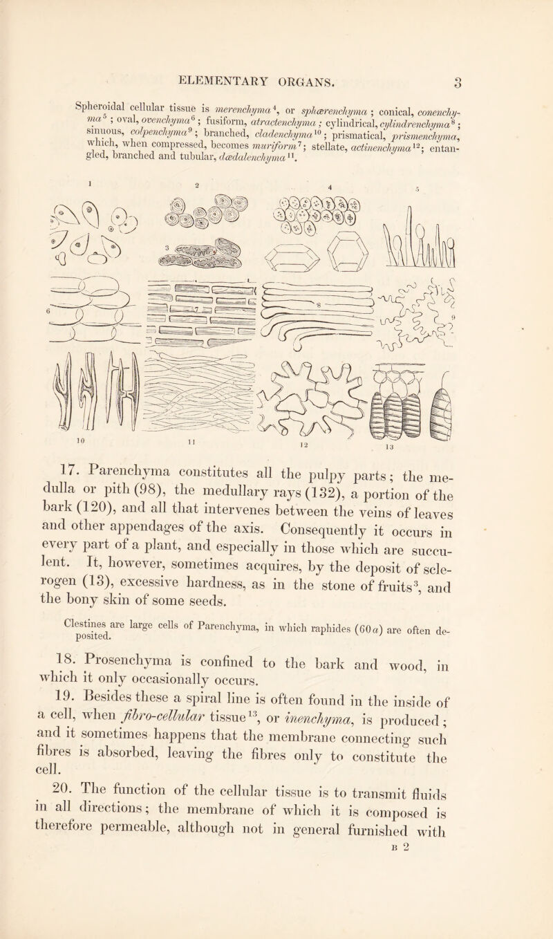 Spheroidal cellular tissue is merenchyma4, or sphcerenchyma ; conical, conenchy- ma ’ ovai’ ovenchyma ; fusiform, atractenchyma; cylindrical, cylindrenchyma8 ; Sinuous, co penchyma ; blanched, cladenchyma10 ; prismatical, prismenchyma, winch, when compressed, becomes muriform7; stellate, actinenchyma12: entan¬ gled, branched and tubular, dcedalencbyman. 17. Parenchyma constitutes all the pulpy parts; the me¬ dulla or pith (98), the medullary rays (132), a portion of the bark (120), and all that intervenes between the veins of leaves and other appendages of the axis. Consequently it occurs in e\ery part ot a plant, and especially in those which are succu¬ lent. It, however, sometimes acquires, by the deposit of scle- logen (13), excessive hardness, as in the stone of fruits3, and the bony skin of some seeds. destines are large cells of Parenchyma, in which raphides (GOa) are often de- posited.. 18. Prosenchyma is confined to the bark and wood, in which it only occasionally occurs. 19. Besides these a spiral line is often found in the inside of a cell, when f hr o-cellular tissue13, or inenchyma, is produced; and it sometimes happens that the membrane connecting such fibres is absorbed, leaving the fibres only to constitute the cell. 20. The function of the cellular tissue is to transmit fluids m all directions; the membrane of which it is composed is therefore permeable, although not in general furnished with