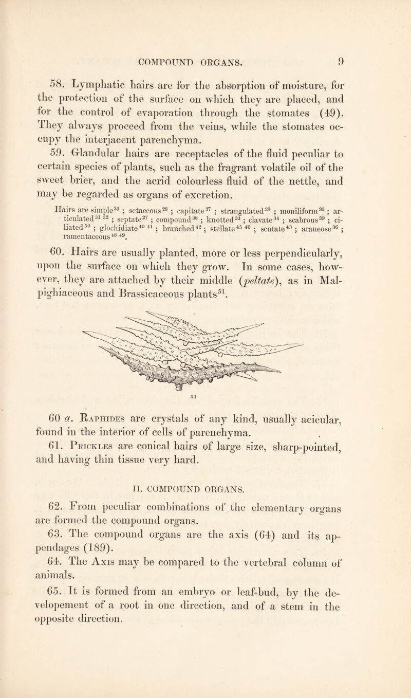 58. Lymphatic hairs are for the absorption of moisture, for the protection of the surface on which they are placed, and tor the control of evaporation through the stomates (49). They always proceed from the veins, while the stomates oc¬ cupy the interjacent parenchyma. 59. Glandular hairs are receptacles of the fluid peculiar to certain species of plants, such as the fragrant volatile oil of the sweet brier, and the acrid colourless fluid of the nettle, and may be regarded as organs of excretion. Hairs are simple35 ; setaceous28 ; capitate37 ; strangulated29 ; moniliform30 ; ar¬ ticulated31 32 ; septate27 ; compound38 ; knotted33 ; clavate34 ; scabrous39 ; ci¬ liated00 ; glochidiate40 41 ; branched42; stellate45 46 ; scutate43; araneose36 ; ramentaceous48 49. 60. Hairs are usually planted, more or less perpendicularly, upon the surface on which they grow. In some cases, how¬ ever, they are attached by their middle (peltate), as in Mal- pighiaceous and Brassicaceous plants51. 60 a. Raphides are crystals of any kind, usually acicular, found in the interior of cells of parenchyma. 61. Prickles are conical hairs of large size, sharp-pointed, and having thin tissue very hard. II. COMPOUND ORGANS. 62. From peculiar combinations of the elementary organs are formed the compound organs. 63. The compound organs are the axis (64) and its ap¬ pendages (189). 64. The Axis may be compared to the vertebral column of animals. 65. It is formed from an embryo or leaf-bud, by the de- velopement of a root in one direction, and of a stem in the opposite direction.
