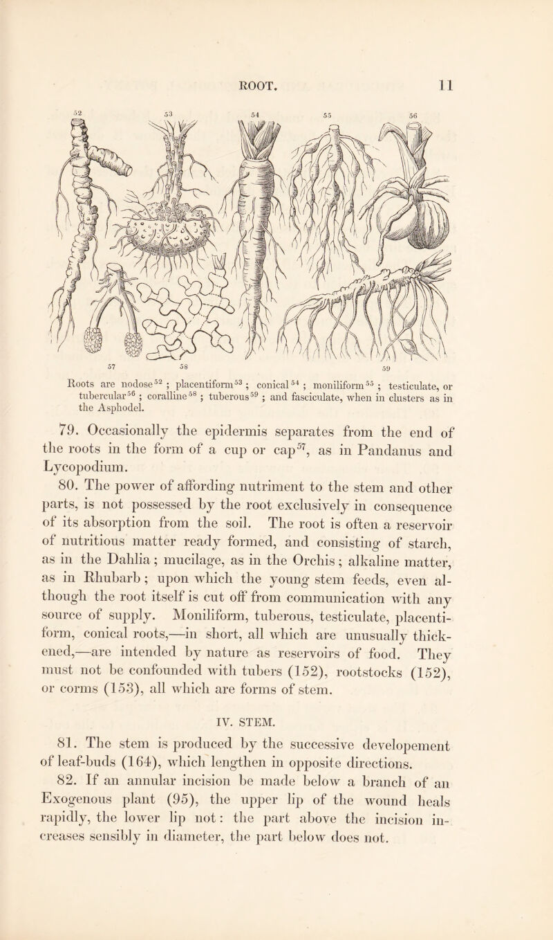 53 54 55 56 Roots are nodose52 ; placentifomv53 ; conical54; moniliform55; testiculate, or tubercular56 ; coralline58 ; tuberous59 ; and fasciculate, when in clusters as in the Asphodel. 79. Occasionally the epidermis separates from the end of the roots in the form of a cup or cap57, as in Pandanns and Lycopodium. 80. The power of affording nutriment to the stem and other parts, is not possessed by the root exclusively in consequence of its absorption from the soil. The root is often a reservoir of nutritious matter ready formed, and consisting of starch, as in the Dahlia ; mucilage, as in the Orchis; alkaline matter, as in Rhubarb; upon which the young stem feeds, even al¬ though the root itself is cut off from communication with any source of supply. Moniliform, tuberous, testiculate, placenti- form, conical roots,—in short, all which are unusually thick¬ ened,—are intended by nature as reservoirs of food. They must not he confounded with tubers (152), rootstocks (152), or conns (153), all which are forms of stem. IV. STEM. 81. The stem is produced by the successive developement of leaf-buds (164), which lengthen in opposite directions. 82. If an annular incision be made below a branch of an Exogenous plant (95), the upper lip of the wound heals rapidly, the lower lip not: the part above the incision in¬ creases sensibly in diameter, the part below does not.