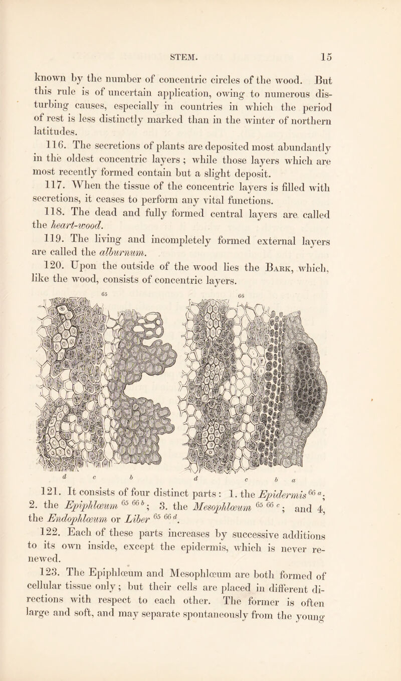 known by the number of concentric circles of the wood. But this rule is of uncertain application, owing to numerous dis¬ turbing causes, especially in countries in which the period ot rest is less distinctly marked than in the winter of northern latitudes. 116. The secretions of plants are deposited most abundantly in the oldest concentric layers ; while those layers which are most recently formed contain but a slight deposit. 117. When the tissue of the concentric layers is filled with secretions, it ceases to perform any vital functions. 118. The dead and fully formed central layers are called the heart-wood. 119. The living and incompletely formed external layers are called the alburnum. 120. Upon the outside of the wood lies the Bark, which, like the wood, consists of concentric layers. 121. It consists of four distinct parts : 1. the Epidermis m a; 2. the Epipldoeum 65 66 b; 3. the Mesophloeum 65 66 c; and 4, the Endophloeum or Eiber 65 66 d. 122. Each of these parts increases by successive additions to its own inside, except the epidermis, which is never re¬ newed. 123. The Epipldoeum and Mesophloeum are both formed of cellular tissue only; but their cells are placed in different di¬ rections with respect to each other. The former is often large and soft, and may separate spontaneously from the young