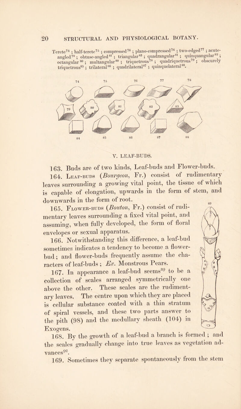 Terete74 ; half-terete75 ; compressed76 ; piano-compressed76 ; two-edged77 ; acute- angled78 ; obtuse-angled81 ; triangular83 ; quadrangular81 ; quinquangular82 ; octangular80; mrdtangular80 ; triquetrous78 ; _ quadriquetrous79 ; obscurely triquetrous85 ; trilateral86 ; quadrilateral87 ; quinquelateral88. 75 76 77 78 85 86 87 88 Y. LEAF-BUDS. 163. Bucls are of two kinds, Leaf-buds and Flower-buds. 164. Leaf-buds (Bourgeon, Fr.) consist of rudimentary leaves surrounding a growing vital point, the tissue of which is capable of elongation, upwards in the form of stem, and downwards in the form of root. 165. Flower-buds (Bouton, Fr.) consist of rudi¬ mentary leaves surrounding a fixed vital point, and assuming, when fully developed, the form of fioial envelopes or sexual apparatus. 166. Notwithstanding this difference, a leaf-bud sometimes indicates a tendency to become a flower- bud ; and flower-buds frequently assume the cha¬ racters of leaf-buds ; Ex. Monstrous Pears. 167. In appearance a leaf-bud seems89 to be a collection of scales arranged symmetrically one above the other. These scales are the rudiment¬ ary leaves. The centre upon which they are placed is cellular substance coated with a thin stratum of spiral vessels, and these two parts answer to the pith (98) and the medullary sheath (104) in Exogens. 168. By the growth of a leaf-bud a branch is formed ; and the scales gradually change into true leaves as vegetation ad¬ vances92. 169. Sometimes they separate spontaneously from the stem