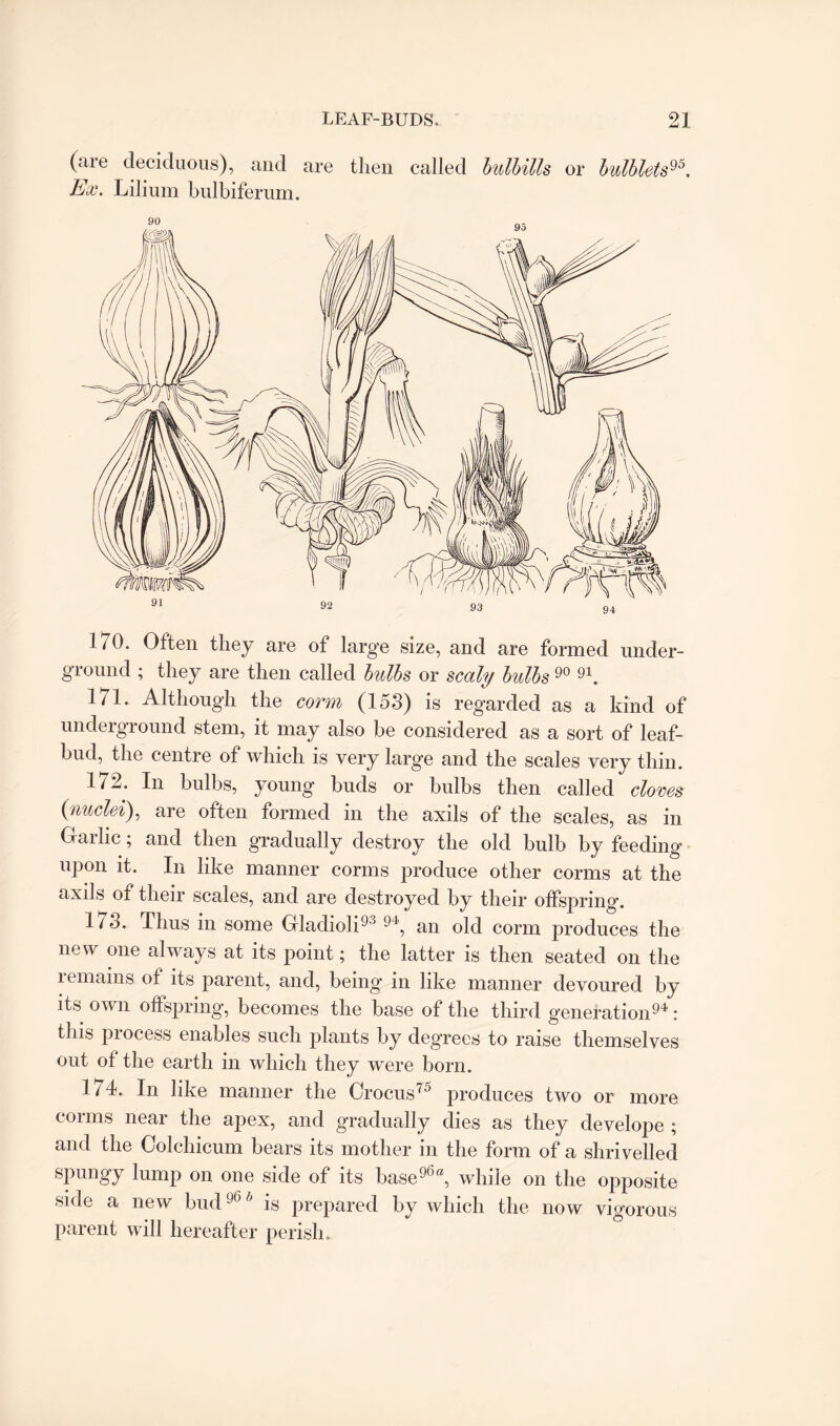 (are deciduous), and are then called bulbitts or bulblets95. Ex. Lilium bulbiferum. 1/0. Often they are of large size, and are formed under¬ ground ; they are then called bulbs or scaly bulbs 90 91. 171. Although the corm (153) is regarded as a kind of underground stem, it may also be considered as a sort of leaf- bud, the centre of which is very large and the scales very thin. 1/2. In bulbs, young buds or bulbs then called cloves (nuclei), are often formed in the axils of the scales, as in Oailic; and then g’radually destroy the old bulb by feeding' upon it. In like manner corms produce other corms at the axds ol their scales, and are destroyed by their offspring. 173. Thus in some Gladioli93 94, an old corm produces the new one always at its point; the latter is then seated on the lemains of its parent, and, being in like manner devoured by its own offspring, becomes the base of the third generation94: this process enables such plants by degrees to raise themselves out of the earth in which they were born. 174. In like manner the Crocus75 produces two or more corms near the apex, and gradually dies as they develope ; and the Colchicum bears its mother in the form of a shrivelled spungy lump on one side of its base96a, while on the opposite side a new bud96 b is prepared by which the now vigorous parent will hereafter perish.