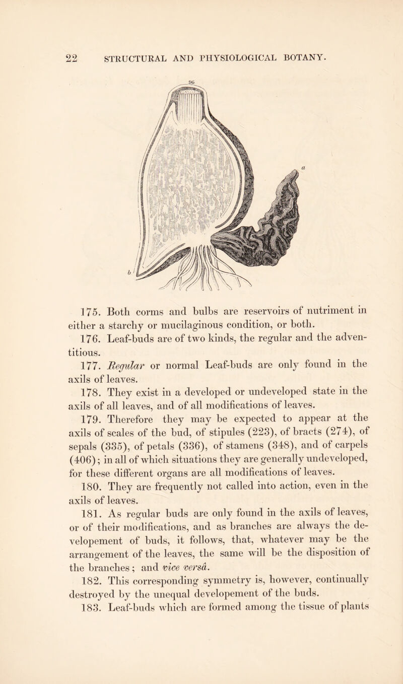 96 175. Both corms and bulbs are reservoirs of nutriment in either a starchy or mucilaginous condition, or both. 176. Leaf-buds are of two kinds, the regular and the adven¬ titious. 177. Regular or normal Leaf-buds are only found in the axils of leaves. 178. They exist in a developed or undeveloped state in the axils of all leaves, and of all modifications of leaves. 179. Therefore they may he expected to appear at the axils of scales of the bud, of stipules (223), of bracts (274), of sepals (335), of petals (336), of stamens (348), and of carpels (406); in all of which situations they are generally undeveloped, for these different organs are all modifications of leaves. 180. They are frequently not called into action, even in the axils of leaves. 181. As regular buds are only found in the axils of leaves, or of their modifications, and as branches are always the de- velopement of buds, it follows, that, whatever may be the arrangement of the leaves, the same will be the disposition of the branches ; and nice versa. 182. This corresponding symmetry is, however, continually destroyed by the unequal developement of the buds. 183. Leaf-buds which are formed among the tissue of plants