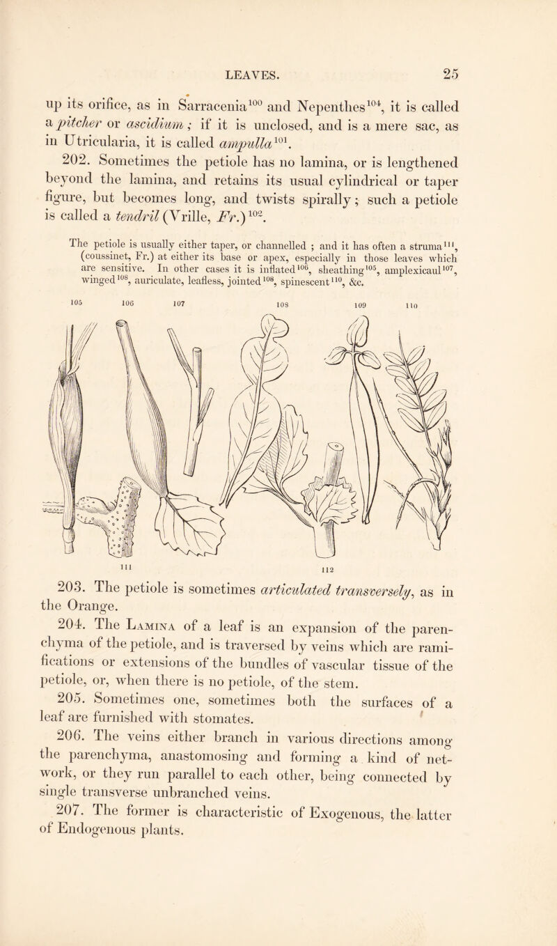 up its orifice, as in Sarracenia100 and Nepenthes104, it is called a pitcher or ascidium; if it is unclosed, and is a mere sac, as in Utricularia, it is called ampulla101. 202. Sometimes the petiole has no lamina, or is lengthened beyond the lamina, and retains its usual cylindrical or taper figure, but becomes long, and twists spirally; such a petiole is called a tendril (Vrille, Fri)102. The petiole is usually either taper, or channelled ; and it has often a struma111, (coussinet, Fr.) at either its base or apex, especially in those leaves which are sensitive. In other cases it is inflated106, sheathing105, ainplexicaul107, winged108, auriculate, leafless, jointed108, spine scent110, &c. 106 107 10S 109 110 203. The petiole is sometimes articulated transversely, as in the Orange. 204. The Lamina of a leaf is an expansion of the paren¬ chyma of the petiole, and is traversed by veins which are rami¬ fications or extensions of the bundles of vascular tissue of the petiole, or, when there is no petiole, of the stem. 205. Sometimes one, sometimes both the surfaces of a leaf are furnished with stomates. 206. The veins either branch in various directions among the parenchyma, anastomosing and forming a kind of net¬ work, or they run parallel to each other, being connected by single transverse unbranched veins. 207. The former is characteristic of Exogenous, the latter of Endogenous plants.