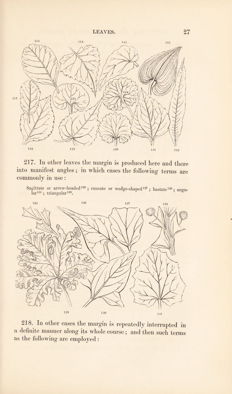 217. In other leaves the margin is produced here and there into manifest angles ; in which cases the following terms are commonly in use: Sagittate or arrow-headed126; cuneate or wedge-shaped127 ; hastate130* angu¬ lar131 ; triangular128. ’ b 125 126 127 218. In other cases the margin is repeatedly interrupted in a definite manner along its whole course ; and then such terms as the following are employed: