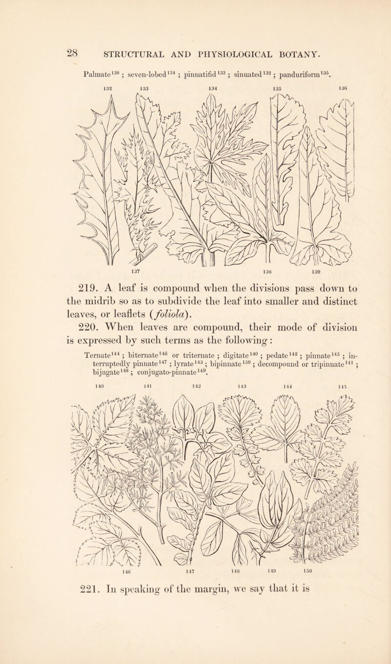 Palmate138; seven-lobed134 ; pinnatifid133 ; sinuated132 ; panduriform135. 132 133 134 135 136 219. A leaf is compound when the divisions pass down to the midrib so as to subdivide the leaf into smaller and distinct leaves, or leaflets (foliola). 220. When leaves are compound, their mode of division is expressed by such terms as the following: Ternate144 ; biternate146 or triternate ; digitate140; pedate142; pinnate145; in¬ terruptedly pinnate147 ; lyrate143 ; bipinnate150 ; decompound or tripinnate141 ; bijugate148; conjugato-pinnate149. 140 141 142 143 144 145 146 147 148 149 150 221. In speaking of the margin, we say that it is