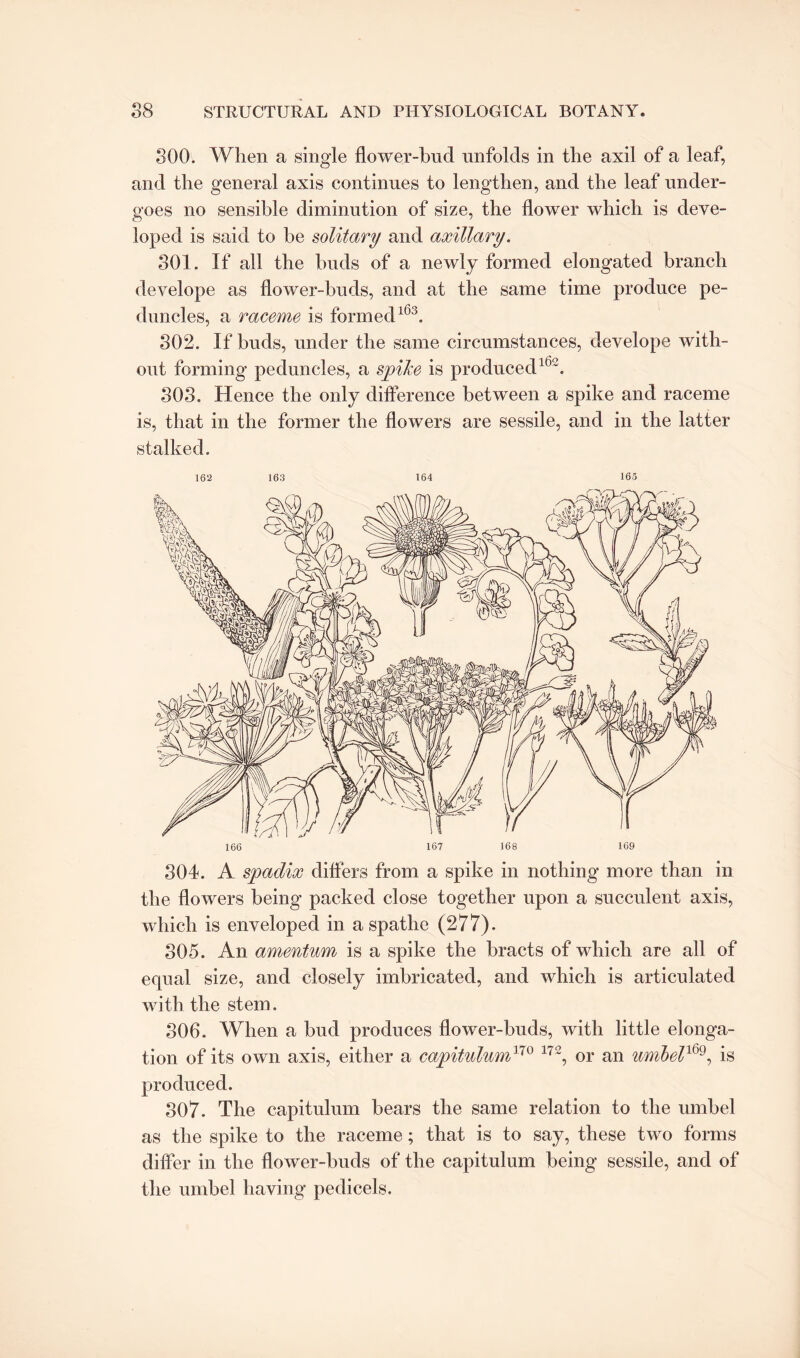 300. When a single flower-bud unfolds in the axil of a leaf, and the general axis continues to lengthen, and the leaf under¬ goes no sensible diminution of size, the flower which is deve¬ loped is said to be solitary and axillary. 301. If all the buds of a newly formed elongated branch develope as flower-buds, and at the same time produce pe¬ duncles, a raceme is formed163. 302. If buds, under the same circumstances, develope with¬ out forming peduncles, a spike is produced162. 803. Hence the only difference between a spike and raceme is, that in the former the flowers are sessile, and in the latter stalked. 162 163 164 165 166 167 168 169 304. A spadix differs from a spike in nothing more than in the flowers being packed close together upon a succulent axis, which is enveloped in a spatlie (277). 805. An amentum is a spike the bracts of which are all of equal size, and closely imbricated, and which is articulated with the stem. 306. When a bud produces flower-buds, with little elonga¬ tion of its own axis, either a capitulum170 172, or an umbell69, is produced. 307. The capitulum bears the same relation to the umbel as the spike to the raceme; that is to say, these two forms differ in the flower-buds of the capitulum being sessile, and of the umbel having pedicels.