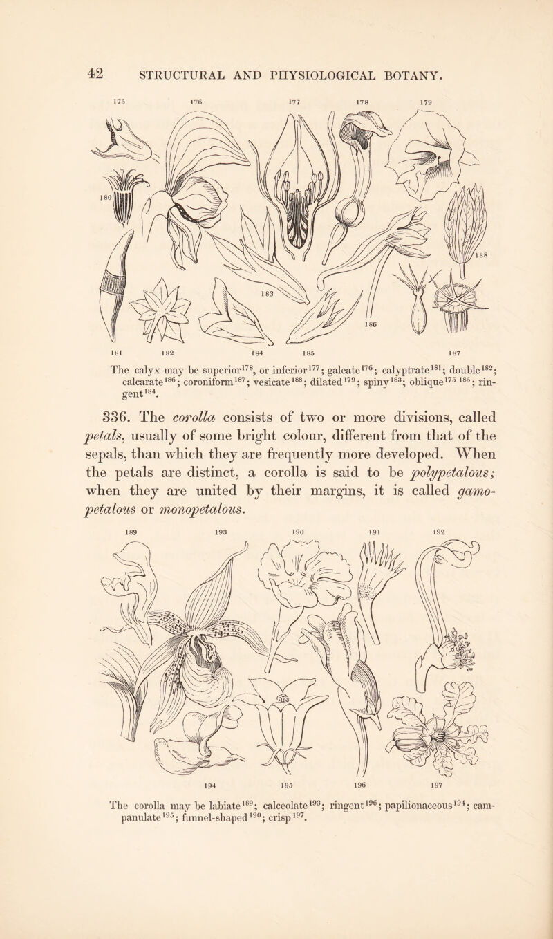 175 176 177 178 179 181 182 184 185 187 The calyx may be superior178, or inferior177; galeate176; calyptrate181; double182; calcarate186; coroniform187; vesicate188; dilated179; spiny183; oblique175 185; rin- gent184. 336. The corolla consists of two or more divisions, called petals, usually of some bright colour, different from that of the sepals, than which they are frequently more developed. When the petals are distinct, a corolla is said to he polypetalous; when they are united by their margins, it is called gamo- petalous or monopetalous. 189 193 190 191 192 The corolla may be labiate189; calceolate193; ringent196; papilionaceous194; cam- panulate195; funnel-shaped190; crisp197.