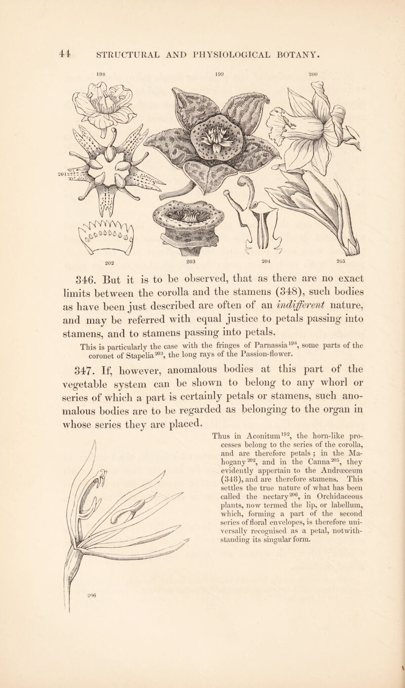 346. But it is to be observed, tliat as there are no exact limits between the corolla and the stamens (348), such bodies as have been just described are often of an indifferent nature, and may be referred with equal justice to petals passing into stamens, and to stamens passing into petals. This is particularly the case with the fringes of Parnassia198, some parts of the coronet of Stapelia203, the long rays of the Passion-flower. 347. If, however, anomalous bodies at this part of the vegetable system can be shown to belong to any whorl or series of which a part is certainly petals or stamens, such ano¬ malous bodies are to be regarded as belonging to the organ in whose series they are placed. Thus in Aconitum192, the horn-like pro¬ cesses belong to the series of the corolla, and are therefore petals ; in the Ma¬ hogany202, and in the Canna205, they evidently appertain to the Androeceum (348), and are therefore stamens. This settles the true nature of what has been called the nectary206, in Orchidaceous plants, now termed the lip, or labellum, which, forming a part of the second series of floral envelopes, is therefore uni¬ versally recognised as a petal, notwith¬ standing its singular form. \ 206