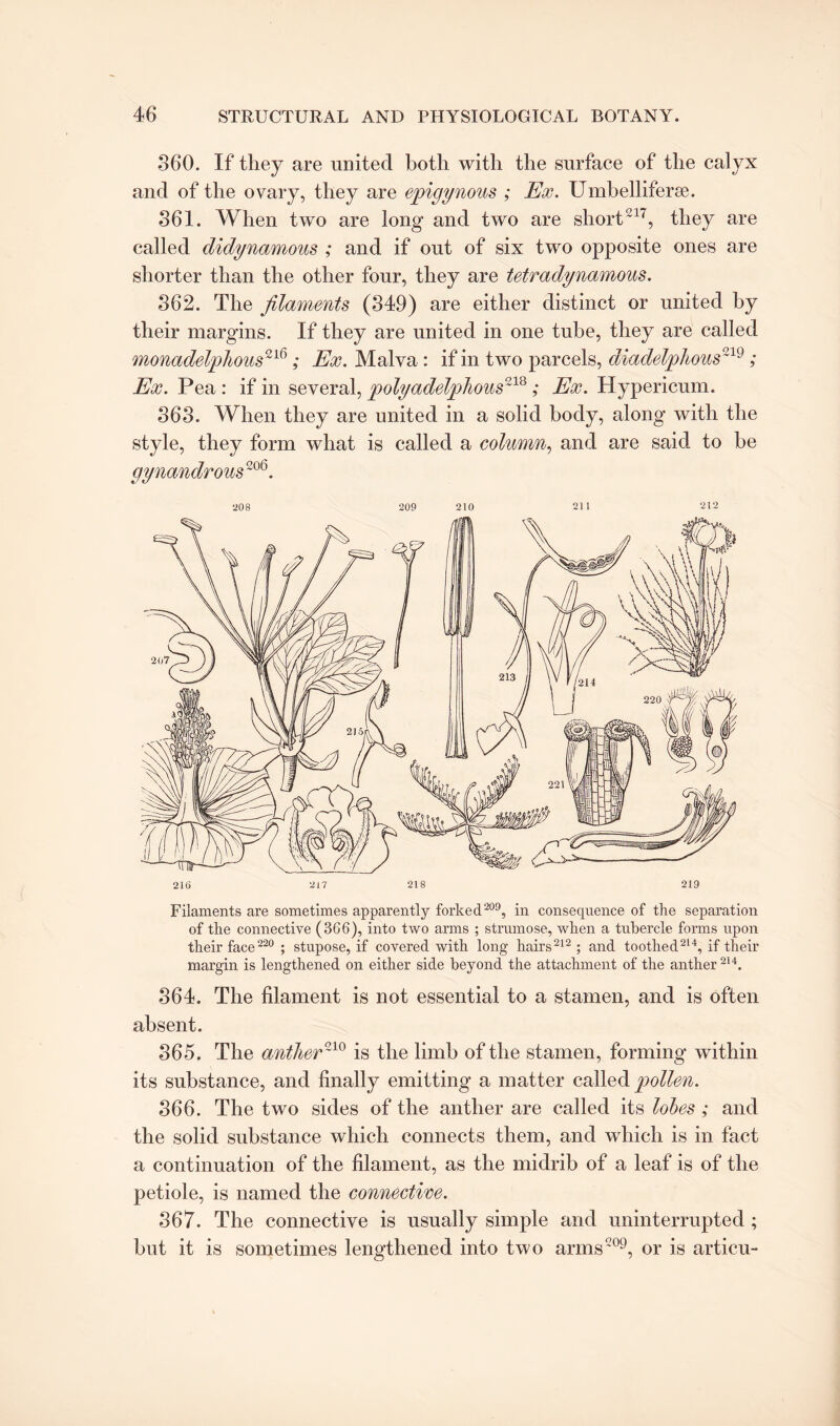 360. If they are united both with the surface of the calyx and of the ovary, they are epigynous ; Ex. Umbelliferse. 361. When two are long and two are short217, they are called didynamous ; and if out of six two opposite ones are shorter than the other four, they are tetradynamous. 362. The filaments (349) are either distinct or united by their margins. If they are united in one tube, they are called monadelphous216Ex. Malva : if in two parcels, diadelphous°'19 ; Ex. Pea : if in several, polyadelphous218 ,* Ex. Hypericum. 363. When they are united in a solid body, along with the style, they form what is called a column, and are said to be gynandrous~°6. 208 209 210 211 212 Filaments are sometimes apparently forked209, in consequence of the separation of the connective (366), into two arms ; stmmose, when a tubercle forms upon their face220 ; stupose, if covered with long hairs212; and toothed214, if their margin is lengthened on either side beyond the attachment of the anther 214. 364. The filament is not essential to a stamen, and is often absent. 365. The anther210 is the limb of the stamen, forming within its substance, and finally emitting a matter called pollen. 366. The two sides of the anther are called its lobes; and the solid substance which connects them, and which is in fact a continuation of the filament, as the midrib of a leaf is of the petiole, is named the connective. 367. The connective is usually simple and uninterrupted ; but it is sometimes lengthened into two arms209, or is articu-