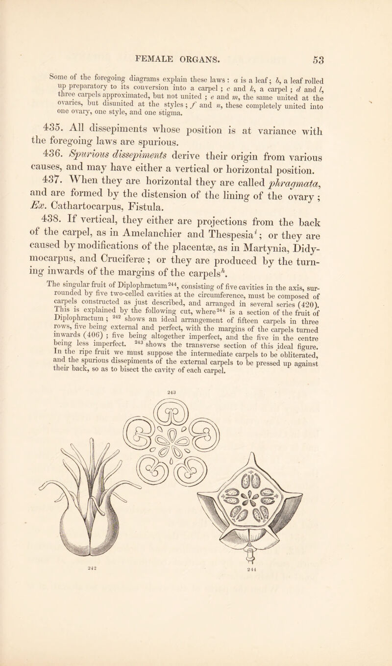 Some of the foregoing diagrams explain these laws : a is a leaf; b, a leaf rolled np preparatory to its conversion into a carpel ; c and k, a carpel ; d and /, hiee carpels approximated, but not united ; e and «?, the same united at the ovaries, but disunited at the styles;/* and n, these completely united into one ovary, one style, and one stigma. 4/5. All dissepiments whose position is at variance with the foregoing laws are spurious. 4b6. Spurious dissepiments derive their origin from various causes, and may have either a vertical or horizontal position. 407. When they are horizontal they are called phragmata, and are formed by the distension of the lining of the ovary ; Ex. Cathartocarpus, Fistula. 408. If vertical, they either are projections from the back ot the carpel, as in Amelanchier and Thespesia*; or they are caused by modifications of the placentas, as in Martynia, Didy- mocarpus, and Cruciferse; or they are produced by the turn¬ ing inwards of the margins of the carpels \ The singular fruit of Diplophractum 244, consisting of five cavities in the axis, sur¬ rounded by five two-celled cavities at the circumference, must be composed of carpels constructed as just described, and arranged in several series (420). inis is explained by the following cut, where244 is a section of the fruit of -Diplophractum ; 242 shows an ideal arrangement of fifteen carpels in three rows, five being external and perfect, with the margins of the carpels turned inwards (406) ; five being altogether imperfect, and the five in the centre being less imperfect. 243 shows the transverse section of this ideal figure. In the ripe fruit we must suppose the intermediate carpels to be obliterated, and the spurious dissepiments of the external carpels to be pressed up against then' back, so as to bisect the cavity of each carpel. 243 242