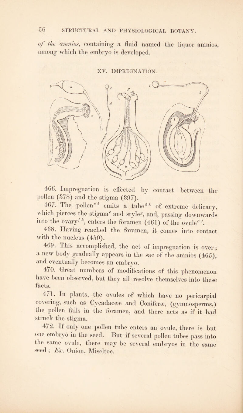 of the amnios, containing a fluid named the liquor amnios, among which the embryo is developed. XV. IMPREGNATION. 466. Impregnation is effected by contact between the pollen (878) and the stigma (897). 467. The pollen6 1 emits a tubed k of extreme delicacy, which pierces the stigma6 and style5', and, passing downwards into the ovary/7i, enters the foramen (461) of the ovule® l. 468. Having reached the foramen, it comes into contact with the nucleus (450). 469. This accomplished, the act of impregnation is over; a new body gradually appears in the sac of the amnios (465), and eventually becomes an embryo. 470. Great numbers of modifications of this phenomenon have been observed, but they all resolve themselves into these facts. 4/1. In plants, the ovules of which have no pericarpial covering, such as Cycadacese and Coniferse, (gymnosperms,) the pollen falls in the foramen, and there acts as if it had struck the stigma. 472. If only one pollen tube enters an ovule, there is but one embryo in the seed. But if several pollen tubes pass into the same ovule, there may be several embryos in the same seed ; Ex. Onion, Miseltoe.