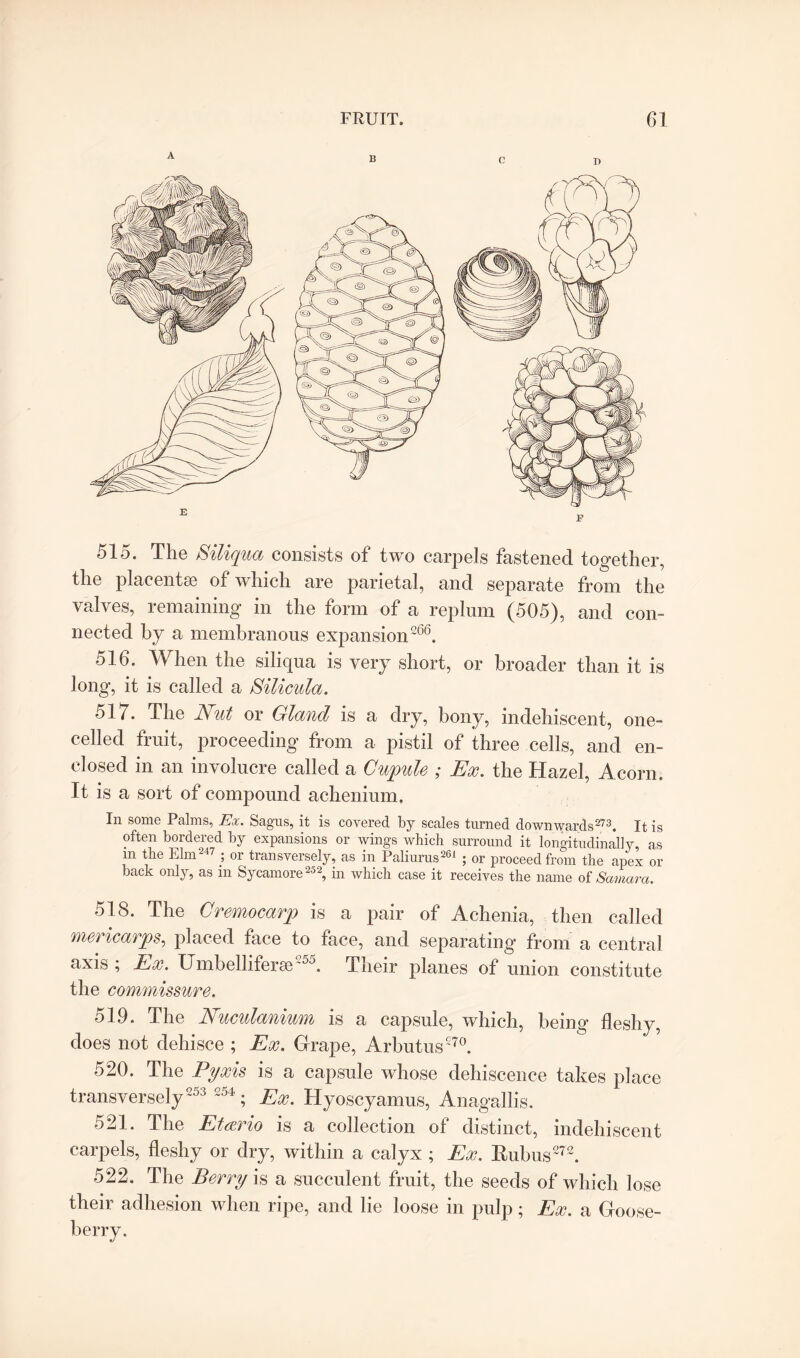 515. The Siliqua consists of two carpels fastened together, the placentae of which are parietal, and separate from the valves, remaining in the form of a replum (505), and con™ nected by a membranous expansion266. 516. W hen the sihcjua is very short, or broader than it is long, it is called a Silicula. 517. The Nut or Gland is a dry, bony, mdehiscent, one- celled fruit, proceeding from a pistil of three cells, and en¬ closed in an involucre called a Cupule ; Ex. the Hazel, Acorn. It is a sort of compound achenium. In some Palms, Ex. Sagus, it is covered by scales turned downwards2^2. It is often bordered by expansions or wings which surround it longitudinally, as m the Elm247 ; or transversely, as in Paliurus261 ; or proceed from the apex or back only, as m Sycamore252, in which case it receives the name of Samara. 518. The Cremocarp is a pair of Achenia, then called mericarps, placed face to face, and separating from a central axis ; Ex. Umbelliferar55. Their planes of union constitute the commissure. 519. The Nuculanium is a capsule, which, being fleshy, does not dehisce ; Ex. Grape, Arbutus270. 520. The Pyxis is a capsule whose dehiscence takes place transversely253 254 ; Ex. Hyoscyamus, Anagallis. 521. The Etmo is a collection of distinct, indehiscent carpels, fleshy or dry, within a calyx ; Ex. Rubus272. 522. The Berry is a succulent fruit, the seeds of which lose their adhesion when ripe, and lie loose in pulp; Ex. a Goose¬ berry.