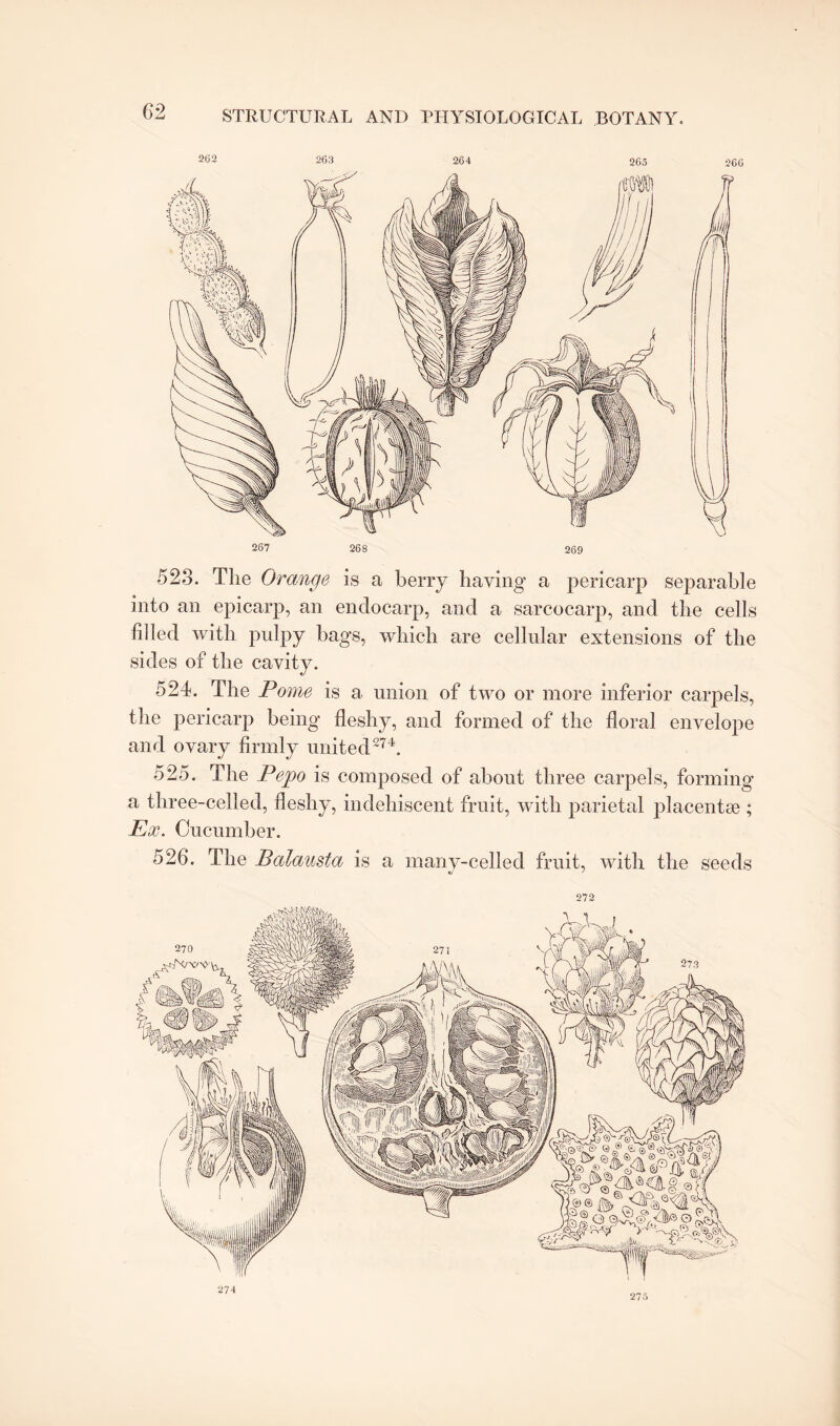 262 263 264 265 266 523. The Orange is a berry having a pericarp separable into an epicarp, an endocarp, and a sarcocarp, and the cells filled with pulpy bags, which are cellular extensions of the sides of the cavity. 524. The Pome is a union of two or more inferior carpels, the pericarp being fleshy, and formed of the floral envelope and ovary firmly united274. 525. The Pejoo is composed of about three carpels, forming a three-celled, fleshy, indehiscent fruit, with parietal placentae ; Ex. Cucumber. 526. The Balausta is a many-celled fruit, with the seeds «/ f 212