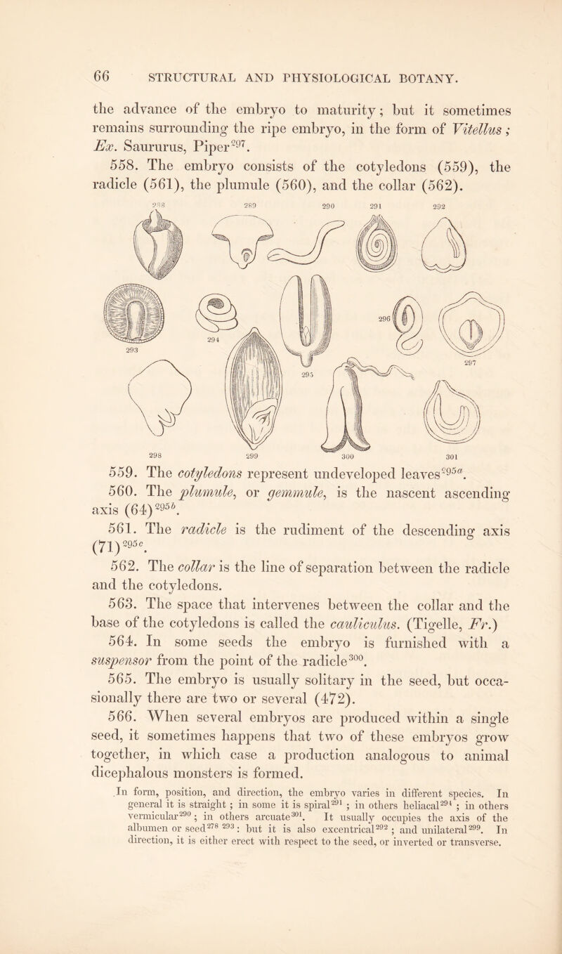 the advance of the embryo to maturity; but it sometimes remains surrounding the ripe embryo, in the form of Vitellus; Ex. Saururus, Piper297. 558. The embryo consists of the cotyledons (559), the radicle (561), the plumule (560), and the collar (562). 288 289 290 291 292 559. The cotyledons represent undeveloped leavesC95°. 560. The plumule, or gemmule, is the nascent ascending axis (64)2956. 561. The radicle is the rudiment of the descending axis (71)295 c. 562. The collar is the line of separation between the radicle and the cotyledons. 563. The space that intervenes between the collar and the base of the cotyledons is called the cauliculus. (Tigelle, Fr.) 564. In some seeds the embryo is furnished with a suspensor from the point of the radicle 300. 565. The embryo is usually solitary in the seed, but occa¬ sionally there are two or several (472). 566. When several embryos are produced within a single seed, it sometimes happens that two of these embryos grow together, in which case a production analogous to animal dicephalous monsters is formed. In form, position, and direction, the embryo varies in different species. In general it is straight ; in some it is spiral291 ; in others heliacal294 ; in others vermicular290 ; in others arcuate301. It usually occupies the axis of the albumen or seed27 8 293 : hut it is also excentrical292 ; and unilateral299. In direction, it is either erect with respect to the seed, or inverted or transverse.