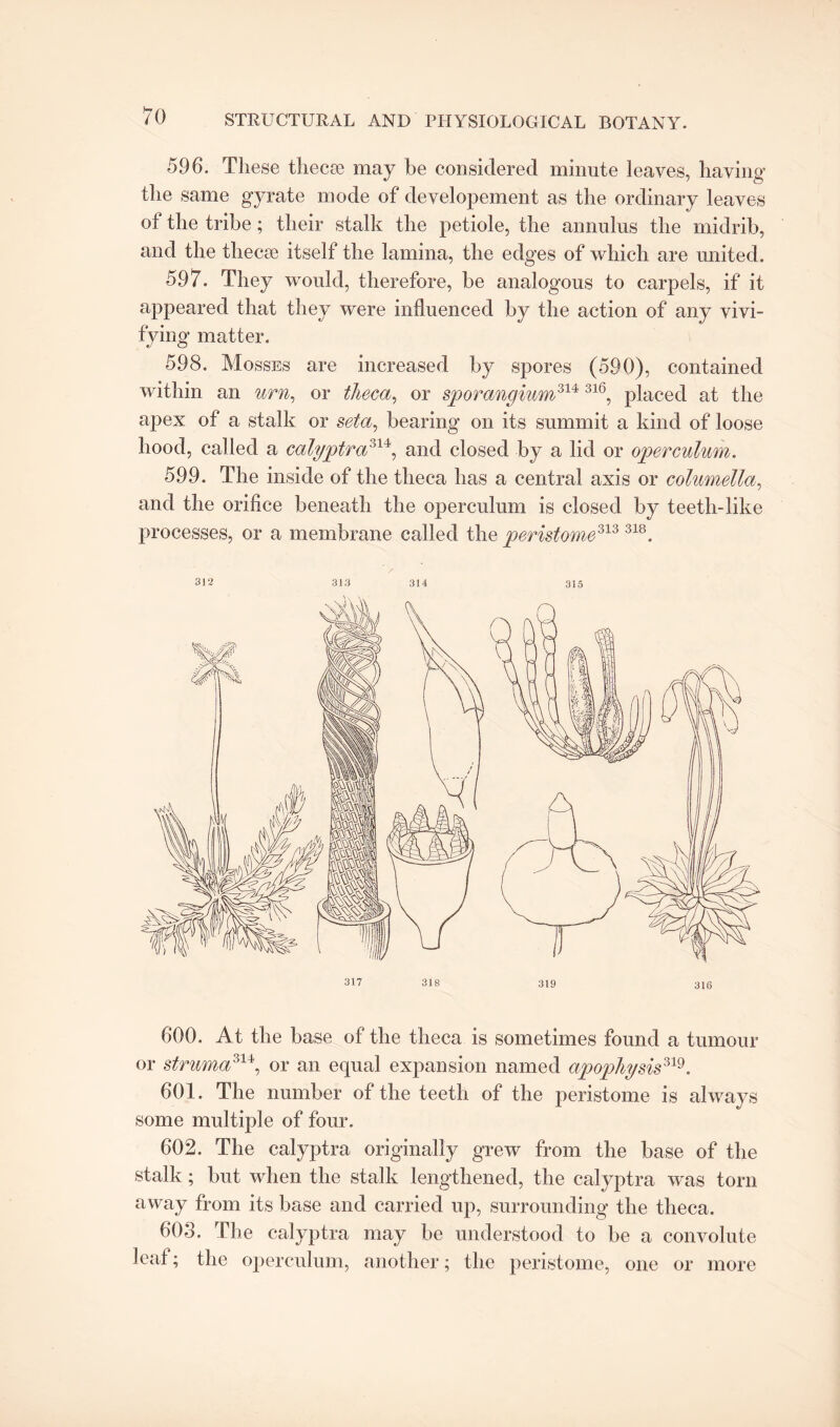 596. These thecse may be considered minute leaves, having the same gyrate mode of developement as the ordinary leaves of the tribe; their stalk the petiole, the annulus the midrib, and the thecse itself the lamina, the edges of which are united. 597. They would, therefore, be analogous to carpels, if it appeared that they were influenced by the action of any vivi¬ fying matter. 598. Mosses are increased by spores (590), contained within an urn, or theca, or sporangium31113l6, placed at the apex of a stalk or seta, bearing on its summit a kind of loose hood, called a calyptra311, and closed by a lid or operculum. 599. The inside of the theca has a central axis or columella, and the orifice beneath the operculum is closed by teeth-like processes, or a membrane called the peristome313 318. 312 313 314 315 600. At the base of the theca is sometimes found a tumour or struma314, or an equal expansion named apophysis319. 601. The number of the teeth of the peristome is always some multiple of four. 602. The calyptra originally grew from the base of the stalk; but when the stalk lengthened, the calyptra was torn away from its base and carried up, surrounding the theca. 603. The calyptra may be understood to be a convolute leaf; the operculum, another; the peristome, one or more