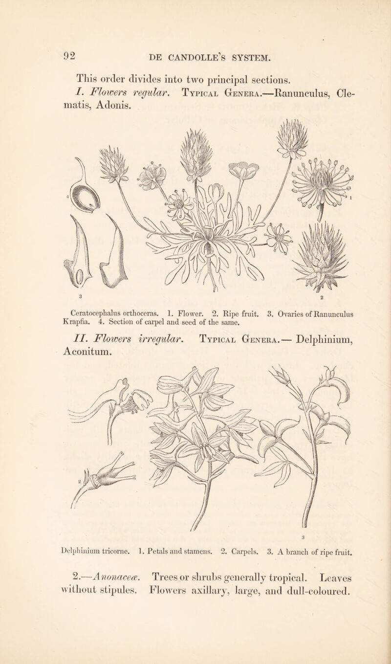 This order divides into two principal sections. I. Flowers regular. Typical Genera.—Ranunculus, Cle¬ matis, Adonis. Ceratocephalus orthoceras. 1. Flower. 2. Ripe fruit. 3. Ovaries of Ranunculus Krapfia. 4. Section of carpel and seed of the same. II. Flowers irregular. Typical Genera.— Delphinium, Aconitum. Delphinium tricorne. 1. Petals and stamens. 2. Carpels. 3. A branch of ripe fruit. 2.—Anonacew. Trees or shrubs generally tropical. Leaves without stipules. Flowers axillary, large, and dull-coloured.