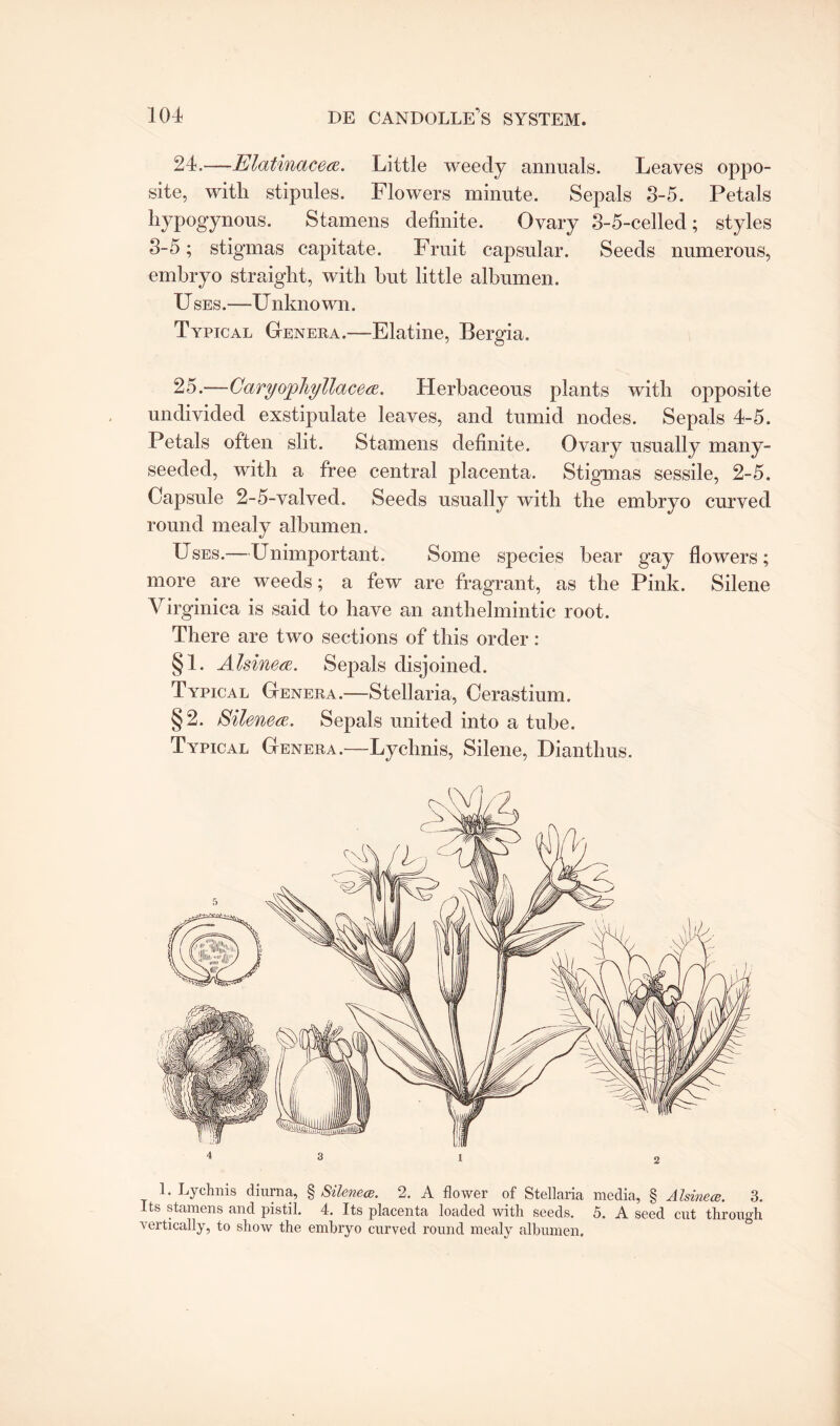 24, —Elatinacece. Little weedy annuals. Leaves oppo¬ site, with stipules. Flowers minute. Sepals 8-5. Petals liypogynous. Stamens definite. Ovary 3-5-celled; styles 3-5; stigmas capitate. Fruit capsular. Seeds numerous, embryo straight, with hut little albumen. U ses.—Unknown. Typical Genera.—Elatine, Bergia. 25. —CaryophyllacecE. Herbaceous plants with opposite undivided exstipulate leaves, and tumid nodes. Sepals 4-5. Petals often slit. Stamens definite. Ovary usually many- seeded, with a free central placenta. Stigmas sessile, 2-5. Capsule 2-5-valved. Seeds usually with the embryo curved round mealy albumen. Uses.—Unimportant. Some species bear gay flowers; more are weeds; a few are fragrant, as the Pink. Silene Virginica is said to have an anthelmintic root. There are two sections of this order: §i- Alsinea. Sepals disjoined. Typical Genera.—Stellaria, Cerastium. §2. Silenea. Sepals united into a tube. Typical Genera.—Lychnis, Silene, Dianthus. L Lychnis diurna, § Silenece. 2. A flower of Stellaria media, § A Isinece. 3. Its stamens and pistil. 4. Its placenta loaded with seeds. 5. A seed cut through vertically, to show the embryo curved round mealy albumen.