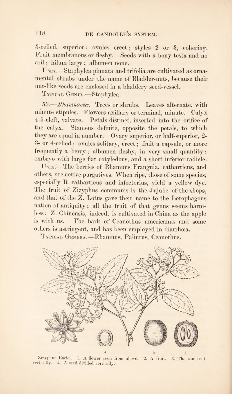 3- celled, superior; ovules erect; styles 2 or 3, cohering. Fruit membranous or fleshy. Seeds with a bony testa and no aril; hilum large ; albumen none. Uses.—Staphylea pinnata and trifolia are cultivated as orna¬ mental shrubs under the name of Bladder-nuts, because their nut-like seeds are enclosed in a bladdery seed-vessel. Typical Genus.—Staphylea. 58.—Rhamnacea. Trees or shrubs. Leaves alternate, with minute stipules. Flowers axillary or terminal, minute. Calyx 4- 5-cleft, valvate. Petals distinct, inserted into the orifice of the calyx. Stamens definite, opposite the petals, to which they are equal in number. Ovary superior, or half-superior, 2- 3- or 4-celled; ovules solitary, erect; fruit a capsule, or more frequently a berry; albumen fleshy, in very small quantity; embryo with large flat cotyledons, and a short inferior radicle. Uses.-—The berries of Rhamnus Frangula, catliarticus, and others, are active purgatives. When ripe, those of some species, especially R. catliarticus and infectorius, yield a yellow dye. The fruit of Zizyphus communis is the Jujube of the shops, and that of the Z. Lotus gave their name to the Lotopliagous nation of antiquity; all the fruit of that genus seems harm¬ less ; Z. Chinensis, indeed, is cultivated in China as the apple is with us. The bark of Ceanothus americanus and some others is astringent, and has been employed in diarrhoea. Typical Genera.—Rhamnus, Paliurus, Ceanothus. Zizyphus Baclei. I. A flower seen from above. 2. A fruit. 3. The same cut vertically. 4. A seed divided vertically.