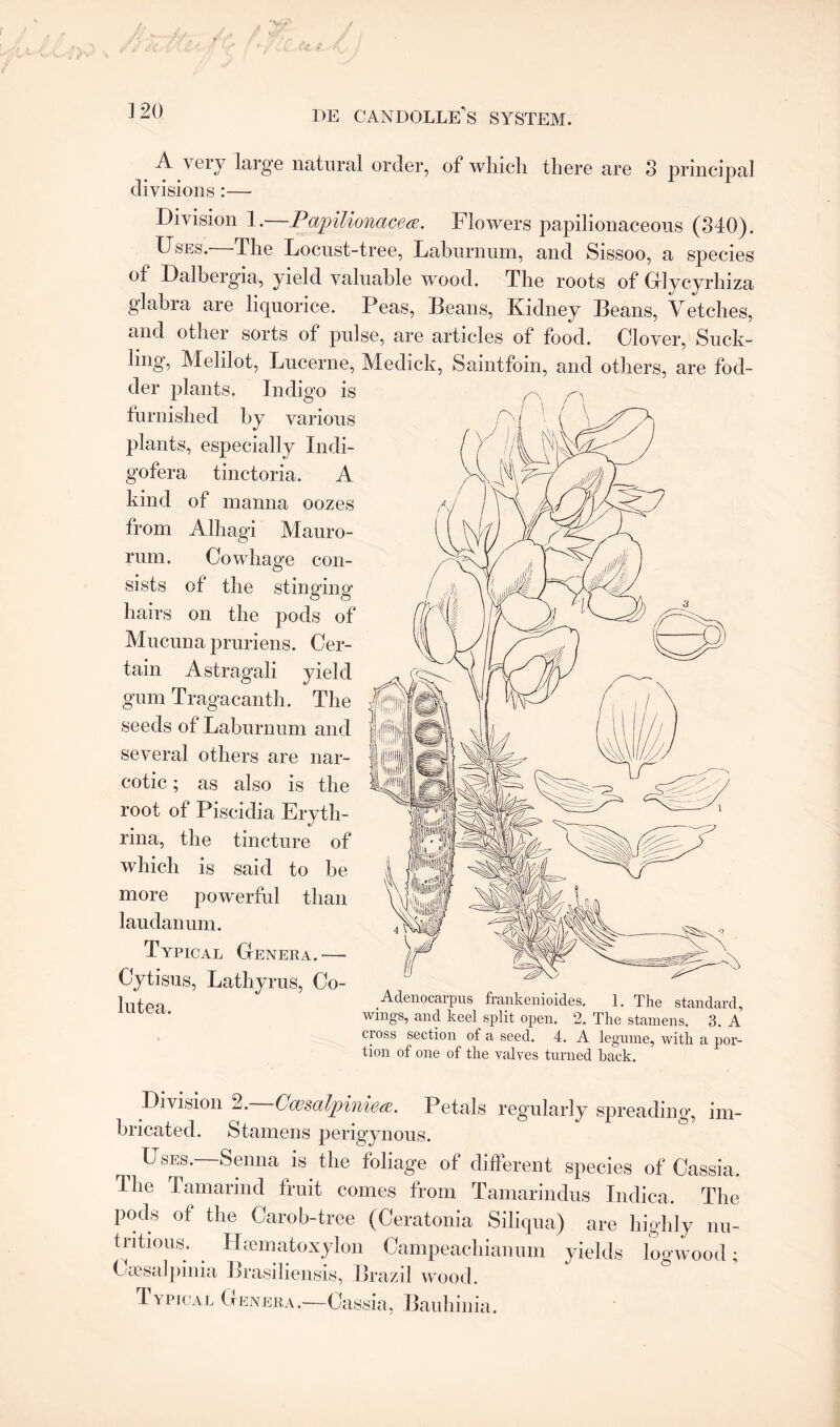 A veiy large natural order, ot winch there are 3 principal divisions :— Division 1.—Papilionacea. Flowers papilionaceous (340). Uses.—The Locust-tree, Laburnum, and Sissoo, a species of Dalbergia, yield valuable wood. The roots of Glycyrhiza glabra are liquorice. Peas, Beans, Kidney Beans, Vetches, and other sorts of pulse, are articles of food. Clover, Suck¬ ling, Melilot, Lucerne, Medick, Saintfoin, and others, are fod¬ der plants. Indigo is furnished by various plants, especially Indi- gofera tinctoria. A kind of manna oozes Alhagi Mauro- Cowhage con- of the stinging on the pods of Mucunapruriens. Cer¬ tain Astragali yield gum Tragacanth. The seeds of Laburnum and several others are nar¬ cotic ; as also is the root of Piscidia Eryth- rina, the tincture of which is said to be more powerful than laudanum. Typical Genera.— Cytisus, Lathyrus, Co¬ in tea Adenocarpus frankenioides. 1. The standard, wings, and keel split open. 2. The stamens. 3. A • cioss section of a seed. 4. A legume, with a por¬ tion of one of the valves turned hack. from rum. sists hairs Division 2. Cc&salpiniea. Petals regularly spreading, im¬ bricated. Stamens perigynous. ^ Uses. Senna is the foliage of different species of Cassia. The Tamarind fruit comes from Tamarindus Indica. The pods of the Carob-tree (Ceratonia Siliqua) are highly nu¬ tritious. Hsematoxylon Campeachianum yields logwood; Csesalpinia Brasiliensis, Brazil wood. Typical Genera.—-Cassia, Bauhinia.