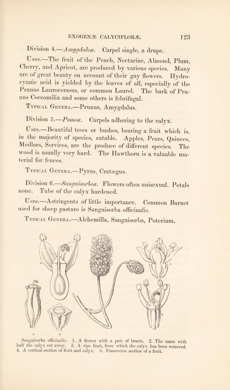 Division 4.—Amygdalea. Carpel single, a drupe. Uses.—The fruit of the Peach, Nectarine, Almond, Plum, Cherry, and Apricot, are produced by various species. Many are of great beauty on account of their gay flowers. Hydro¬ cyanic acid is yielded by the leaves of all, especially of the Prunus Laurocerasus, or common Laurel. The bark of Pru- nus Coccomilia and some others is febrifugal. Typical Genera.—Prunus, Amygdalus. Division 5.—Pome&. Carpels adhering to the calyx. Uses.—Beautiful trees or bushes, bearing a fruit which is, in the majority of species, eatable. Apples, Pears, Quinces, Medlars, Services, are the produce of different species. The wood is usually very hard. The Hawthorn is a valuable ma¬ terial for fences. Typical Genera.-—Pyrus, Cratsegus. Division 6. Sanguisorbea. Flowers often unisexual. Petals none. Tube of the calyx hardened. U ses. Astringents of little importance. Common Burnet used for sheep pasture is Sanguisorba officinalis. Typical Genera.—Alchemilla, Sanguisorba, Poterium. 3 5 Sanguisorba officinalis. 1. A flower with a pair of bracts. 2. The same with half the calyx cut away. 3. A ripe fruit, from which the calyx has been removed. 4. A vertical section of fruit and calyx. 5. Transverse section of a fruit.