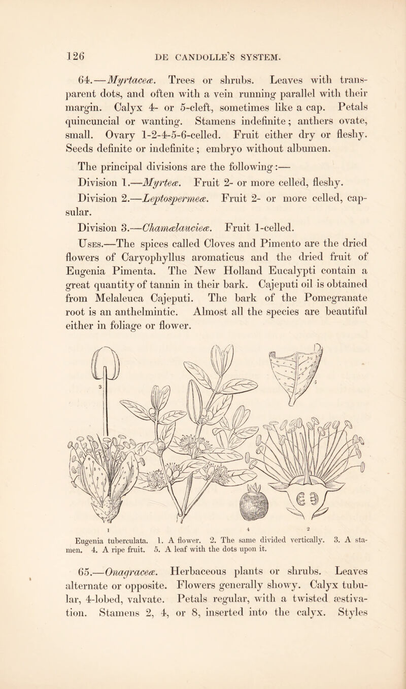 64.—My rtace a. Trees or shrubs. Leaves with trans¬ parent dots, and often with a vein running parallel with their margin. Calyx 4- or 5-cleft, sometimes like a cap. Petals quincuncial or wanting. Stamens indefinite; anthers ovate, small. Ovary 1-2-4-5-6-celled. Fruit either dry or fleshy. Seeds definite or indefinite; embryo without albumen. The principal divisions are the following:— Division 1 .—Myrtete. Fruit 2- or more celled, fleshy. Division 2.—-Leptospermece. Fruit 2- or more celled, cap¬ sular. Division 3.—Chamalauciea. Fruit 1-celled. Uses.—The spices called Cloves and Pimento are the dried flowers of Caryophyllus aromaticus and the dried fruit of Eugenia Pimenta. The New Holland Eucalypti contain a great quantity of tannin in their bark. Cajeputi oil is obtained from Melaleuca Cajeputi. The bark of the Pomegranate root is an anthelmintic. Almost all the species are beautiful either in foliage or flower. Eugenia tuberculata. 1. A flower. 2. The same divided vertically. 3. A sta¬ men. 4. A ripe fruit. 5. A leaf with the dots upon it. 65.—Onagracea. Herbaceous plants or shrubs. Leaves alternate or opposite. Flowers generally showy. Calyx tubu¬ lar, 4-lobed, valvate. Petals regular, with a twisted aestiva¬ tion. Stamens 2, 4, or 8, inserted into the calyx. Styles