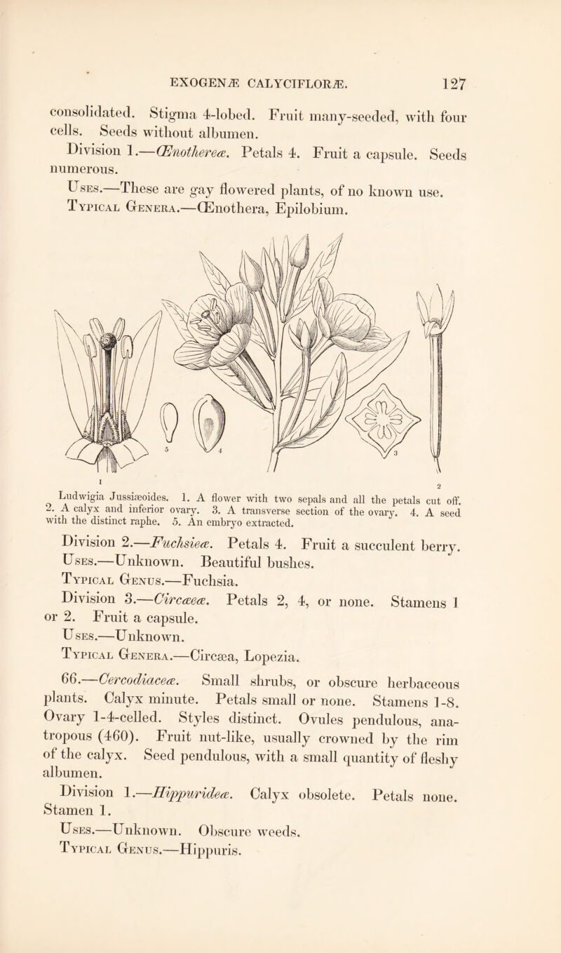 consolidated. Stigma 4-lobed. Fruit many-seeded, with four cells. Seeds without albumen. Division 1.—CEnotlierea. Petals 4. Fruit a capsule. Seeds numerous. Uses, dhese are gay flowered plants, of no known use. Typical Genera.—CEnothera, Epilobium. Ludwigia Jussiaeoides. 1. A flower with two sepals and all the petals cut off. 2.. A calyx and inferior ovary. 3. A transverse section of the ovary. 4. A seed with the distinct raphe. 5. An embryo extracted. Division 2.—Fuclisie<z. Petals 4. Fruit a succulent berry. Uses.—Unknown. Beautiful bushes. Typical Genus.—Fuchsia. Division 3.—Circaea. Petals 2, 4, or none. Stamens 1 or 2. Fruit a capsule. Uses.—Unknown. Typical Genera.—Circsea, Lopezia. b6. Cercodiacea. Small shrubs, or obscure herbaceous plants. Calyx minute. Petals small or none. Stamens 1-8. Ovary 1-4-celled. Styles distinct. Ovules pendulous, ana- tropous (460). Fruit nut-like, usually crowned by the rim of the calyx. Seed pendulous, with a small quantity of fleshy albumen. Division 1.—Hippuridea. Calyx obsolete. Petals none. Stamen 1. Uses.—Unknown. Obscure weeds.