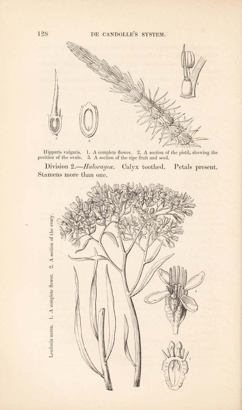 Hippuris vulgaris. 1. A complete flower. 2. A section of the pistil, showing the position of the ovule. 3. A section of the ripe fruit and seed. Division 2.—Haloragea. Calyx toothed. Petals present. Stamens more than one.