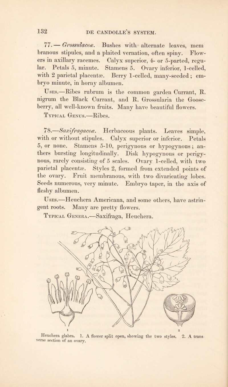 77. — Grossulacece. Bushes with alternate leaves, mem branous stipules, and a plaited vernation, often spiny. Flow¬ ers in axillary racemes. Calyx superior, 4- or 5-parted, regu¬ lar. Petals 5, minute. Stamens 5. Ovary inferior, 1-celled, with 2 parietal placentae. Berry 1-celled, many-seeded; em¬ bryo minute, in horny albumen. Uses.—Bibes rubrum is the common garden Currant, R. nigrum the Black Currant, and R. Grossularia the Goose¬ berry, all well-known fruits. Many have beautiful flowers. Typical Genus.—Ribes. 78. —Saxifragacece. Herbaceous plants. Leaves simple, with or without stipules. Calyx superior or inferior. Petals 5, or none. Stamens 5-10, perigynous or hypogynous; an¬ thers bursting longitudinally. Disk hypogynous or perigy¬ nous, rarely consisting of 5 scales. Ovary 1-celled, with two parietal placentae. Styles 2, formed from extended points of the ovary. Fruit membranous, with two divaricating lobes. Seeds numerous, very minute. Embryo taper, in the axis of fleshy albumen. Uses.—Heuchera Americana, and some others, have astrin¬ gent roots. Many are pretty flowers.