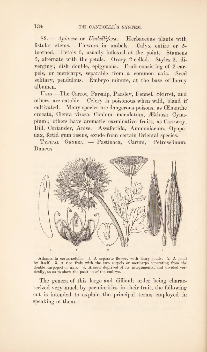 83. — Apiacea or Umbelliferae. Herbaceous plants with fistular stems. Flowers in umbels. Calyx entire or 5- toothed. Petals 5, usually indexed at the point. Stamens 5, alternate with the petals. Ovary 2-celled. Styles 2, di¬ verging; disk double, epigynous. Fruit consisting of 2 car¬ pels, or mericarps, separable from a common axis. Seed solitary, pendulous. Embryo minute, at the base of horny albumen. Uses.—The Carrot, Parsnip, Parsley, Fennel, Skirret, and others, are eatable. Celery is poisonous when wild, bland if cultivated. Many species are dangerous poisons, as CEnanthe erocata, Cicuta virosa, Conium maculatum, FEthusa Cyna- pium; others have aromatic carminative fruits, as Caraway, Dill, Coriander, Anise. Assafoetida, Ammoniacum, Opopa- nax, foetid gum resins, exude from certain Oriental species. Typical Genera. — Pastinaca, Carum, Petroselinum, D aucus. 4 12 3 Athamanta cervarisefolia. ]. A separate flower, with hairy petals. 2. A petal by itself. 3. A ripe fruit with the two carpels or mericarps separating from the double carpopod or axis. 4. A seed deprived of its integuments, and divided ver¬ tically, so as to show the position of the embryo. The genera of this large and difficult order being charac¬ terized very much by peculiarities in their fruit, the following cut is intended to explain the principal terms employed in speaking of them.