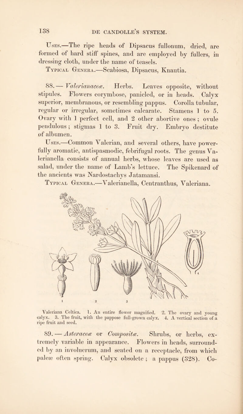 Uses.—The ripe heads of Dipsacus fullonum, dried, are formed of hard stiff spines, and are employed by fullers, in dressing cloth, under the name of teasels. Typical Genera.—Scabiosa, Dipsacus, Knautia. 88. —- Valerianacea. Herbs. Leaves opposite, without stipules. Flowers corymbose, panicled, or in heads. Calyx superior, membranous, or resembling pappus. Corolla tubular, regular or irregular, sometimes calcarate. Stamens 1 to 5. Ovary with 1 perfect cell, and 2 other abortive ones ; ovule pendulous ; stigmas 1 to 3. Fruit dry. Embryo destitute of albumen. Uses.—Common Valerian, and several others, have power¬ fully aromatic, antispasmodic, febrifugal roots. The genus Va- lerianella consists of annual herbs, whose leaves are used as salad, under the name of Lamb's lettuce. The Spikenard of the ancients was Nardostachys Jatamansi. Typical Genera.—Valerianella, Centranthus, Valeriana. Valeriana Celtica. 1. An entire flower magnified. 2. The ovary and young calyx. 3. The fruit, with the pappose full-grown calyx. 4. A vertical section of a ripe fruit and seed. 89. — Ast&racea or Composite. Shrubs, or herbs, ex¬ tremely variable in appearance. Flowers in heads, surround¬ ed by an involucrum, and seated on a receptacle, from which palete often spring. Calyx obsolete ; a pappus (328). Co-