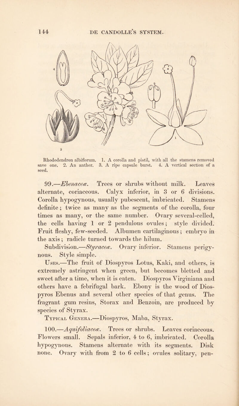 Rhododendron albiflorum. 1. A corolla and pistil, with all the stamens removed save one. 2. An anther. 3. A ripe capsule hurst. 4. A vertical section of a seed. 99 ,—Ebenacetf. Trees or shrubs without milk. Leaves alternate, coriaceous. Calyx inferior, in 3 or 6 divisions. Corolla hypogynous, usually pubescent, imbricated. Stamens definite; twice as many as the segments of the corolla, four times as many, or the same number. Ovary several-celled, the cells having 1 or 2 pendulous ovules; style divided. Fruit fleshy, few-seeded. Albumen cartilaginous; embryo in the axis ; radicle turned towards the hilum. Subdivision.—Btyracea. Ovary inferior. Stamens perigv- nous. Style simple. Uses.—The fruit of Diospyros Lotus, Kaki, and others, is extremely astringent when green, but becomes bletted and sweet after a time, when it is eaten. Diospyros Yirginiana and others have a febrifugal bark. Ebony is the wood of Dios¬ pyros Ebenus and several other species of that genus. The fragrant gum resins, Storax and Benzoin, are produced by species of Styrax. Typical Genera.—Diospyros, Maba, Styrax. 100.—Aquifoliacece. Trees or shrubs. Leaves coriaceous. Flowers small. Sepals inferior, 4 to 6, imbricated. Corolla hypogynous. Stamens alternate with its segments. Disk none. Ovary with from 2 to 6 cells; ovules solitary, pen-