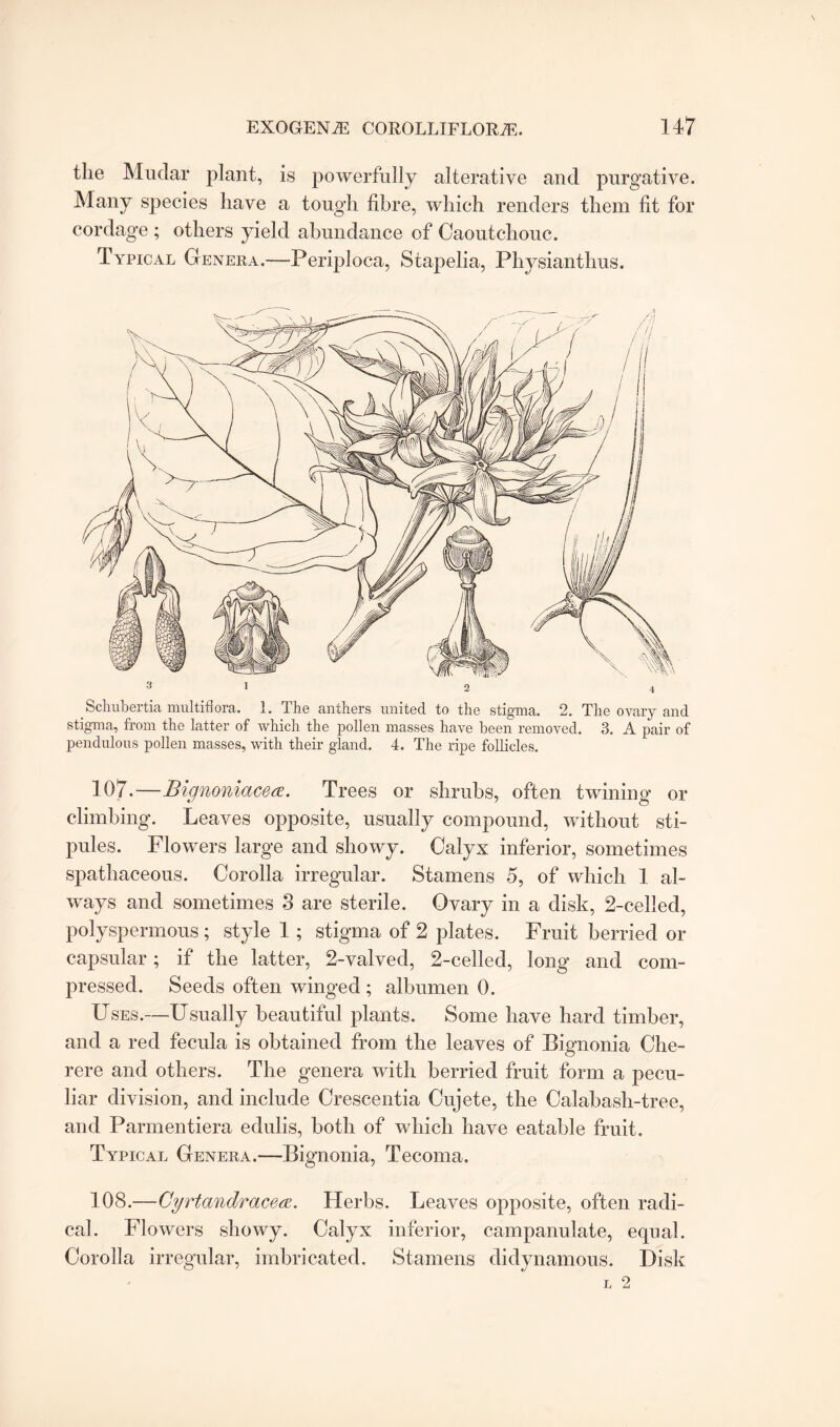 the Mudar plant, is powerfully alterative and purgative. Many species have a tough fibre, which renders them fit for cordage ; others yield abundance of Caoutchouc. Typical Genera.—Periploca, Stapelia, Physianthus. Scliubertia multiflora. 1. The anthers united to the stigma. 2. The ovary and stigma, from the latter of which the pollen masses have been removed. 3. A pair of pendulous pollen masses, with their gland. 4. The ripe follicles. 107. —Bignoniacea. Trees or shrubs, often twining or climbing. Leaves opposite, usually compound, without sti¬ pules. Flowers large and showy. Calyx inferior, sometimes spathaceous. Corolla irregular. Stamens 5, of which 1 al¬ ways and sometimes 3 are sterile. Ovary in a disk, 2-celled, polyspermous ; style 1 ; stigma of 2 plates. Fruit berried or capsular; if the latter, 2-valved, 2-celled, long and com¬ pressed. Seeds often winged ; albumen 0. Uses.—Usually beautiful plants. Some have hard timber, and a red fecula is obtained from the leaves of Bignonia Che- rere and others. The genera with berried fruit form a pecu¬ liar division, and include Crescentia Cujete, the Calabash-tree, and Parmentiera edulis, both of which have eatable fruit. Typical Genera.—Bignonia, Tecoma. 108. —Cyrtandracea. Herbs. Leaves opposite, often radi¬ cal. Flowers showy. Calyx inferior, campanulate, equal. Corolla irregular, imbricated. Stamens didynamous. Disk