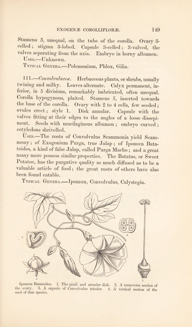 Stamens 5, unequal, on the tube of the corolla. Ovary 3- celled; stigma 3-lobed. Capsule 3-celled; 3-valved, the valves separating from the axis. Embryo in horny albumen. U ses .—U nkno wn. Typical Genera.—Polemonium, Phlox, Gilia. Ill.—Convolmlacea. Herbaceous plants, or shrubs, usually twining and milky. Leaves alternate. Calyx permanent, in¬ ferior, in 5 divisions, remarkably imbricated, often unequal. Corolla hypogynous, plaited. Stamens 5, inserted towards the base of the corolla. Ovary with 2 to 4 cells, few seeded; ovules erect ; style 1. Disk annular. Capsule with the valves fitting at their edges to the angles of a loose dissepi¬ ment. Seeds with mucilaginous albumen ; embryo curved ; cotyledons shrivelled. Uses.—The roots of Convolvulus Scammonia yield Scam- mony; of Exogonium Purga, true Jalap ; of Ipomcea Bata- toides, a kind of false Jalap, called Purga Macho ; and a great many more possess similar properties. The Batatas, or Sweet Potatoe, has the purgative quality so much diffused as to he a valuable article of food; the great roots of others have also been found eatable. Typical Genera.—Ipomcea, Convolvulus, Calystegia. 4 ( Ipomoea Batatoides. 1. The pistil and annular disk. 2. A transverse section of the ovary. 3. A capsule of Convolvulus tricolor. 4. A vertical section of the seed of that species.