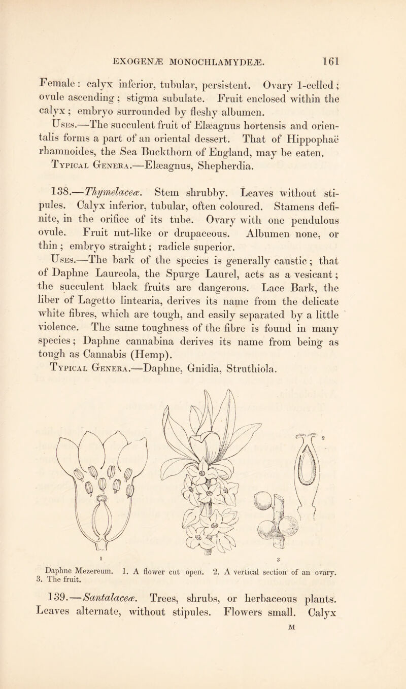 Female : calyx inferior, tubular, persistent. Ovary 1-celled ; ovule ascending; stigma subulate. Fruit enclosed within the calyx ; embryo surrounded by fleshy albumen. Uses.—The succulent fruit of Elaeagnus hortensis and orien- talis forms a part of an oriental dessert. That of Hippophae rhamnoides, the Sea Buckthorn of England, may be eaten. Typical Genera.—Elseagnus, Shepherdia. 138.—Thymelacea. Stem shrubby. Leaves without sti¬ pules. Calyx inferior, tubular, often coloured. Stamens defi¬ nite, in the orifice of its tube. Ovary with one pendulous ovule. Fruit nut-like or drupaceous. Albumen none, or thin ; embryo straight; radicle superior. Uses.—The bark of the species is generally caustic ; that of Daphne Laureola, the Spurge Laurel, acts as a vesicant; the succulent black fruits are dangerous. Lace Bark, the liber of Lagetto lintearia, derives its name from the delicate white fibres, which are tough, and easily separated by a little violence. The same toughness of the fibre is found in many species; Daphne cannabina derives its name from being as tough as Cannabis (Hemp). Typical Genera.—Daphne, Gnidia, Struthiola. Daphne Mezereum. 1. A flower cut open. 2. A vertical section of an ovary. 3. The fruit. 139. — Santcdacea. Trees, shrubs, or herbaceous plants. Leaves alternate, without stipules. Flowers small. Calyx M