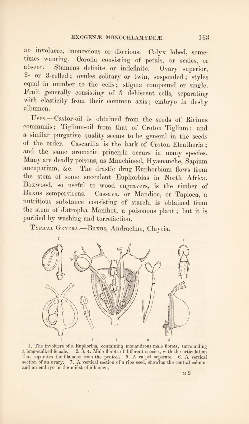 an involucre, monoecious or dioecious. Calyx lobed, some¬ times wanting. Corolla consisting of petals, or scales, or absent. Stamens definite or indefinite. Ovary superior, 2- or 3-cellecl; ovules solitary or twin, suspended; styles equal in number to the cells; stigma compound or single. Fruit generally consisting of 3 dehiscent cells, separating with elasticity from their common axis; embryo in fleshy albumen. Uses.—Castor-oil is obtained from the seeds of Ricinus communis; Tig’lium-oil from that of Croton Tiglium; and a similar purgative quality seems to be general in the seeds of the order. Cascarilla is the bark of Croton Eleutheria ; and the same aromatic principle occurs in many species. Many are deadly poisons, as Manchineel, Hyamanche, Sapium aucuparium, &c. The drastic drug Euphorbium flows from the stem of some succulent Euphorbias in North Africa. Boxwood, so useful to wood engravers, is the timber of Buxus sempervirens. Cassava, or Mandioc, or Tapioca, a nutritious substance consisting of starch, is obtained from the stem of Jatropha Manihot, a poisonous plant ; but it is purified by washing and torrefaction. Typical Genera.—-Buxus, Andrachne, Cluytia. that separates the filament from the pedicel. 5. A carpel separate. 6. A vertical section of an ovary. 7. A vertical section of a ripe seed, showing the central column and an embryo in the midst of albumen.