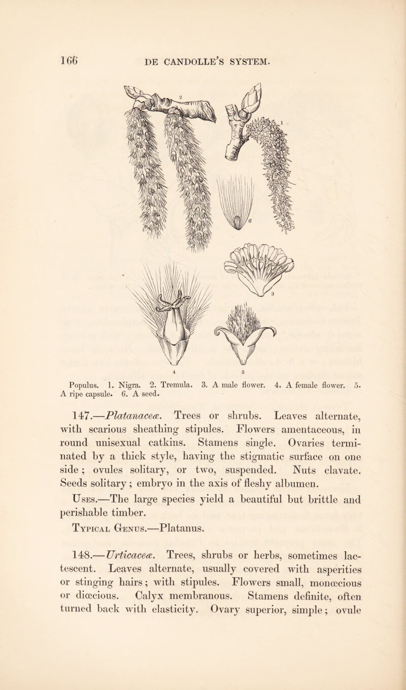 VI 4 5 Populus. 1. Nigra. 2. Tremula. 3. A male flower. 4. A female flower. 5. A ripe capsule. 6. A seed. 147. —Platanacea. Trees or shrubs. Leaves alternate, with scarious sheathing stipules. Flowers amentaceous, in round unisexual catkins. Stamens single. Ovaries termi¬ nated by a thick style, having the stigmatic surface on one side; ovules solitary, or two, suspended. Nuts clavate. Seeds solitary; embryo in the axis of fleshy albumen. Uses.—The large species yield a beautiful but brittle and perishable timber. Typical Genus.—Platanus. 148. — Urticacea. Trees, shrubs or herbs, sometimes lac¬ tescent. Leaves alternate, usually covered with asperities or stinging hairs; with stipules. Flowers small, monoecious or dioecious. Calyx membranous. Stamens definite, often turned back with elasticity. Ovary superior, simple; ovule